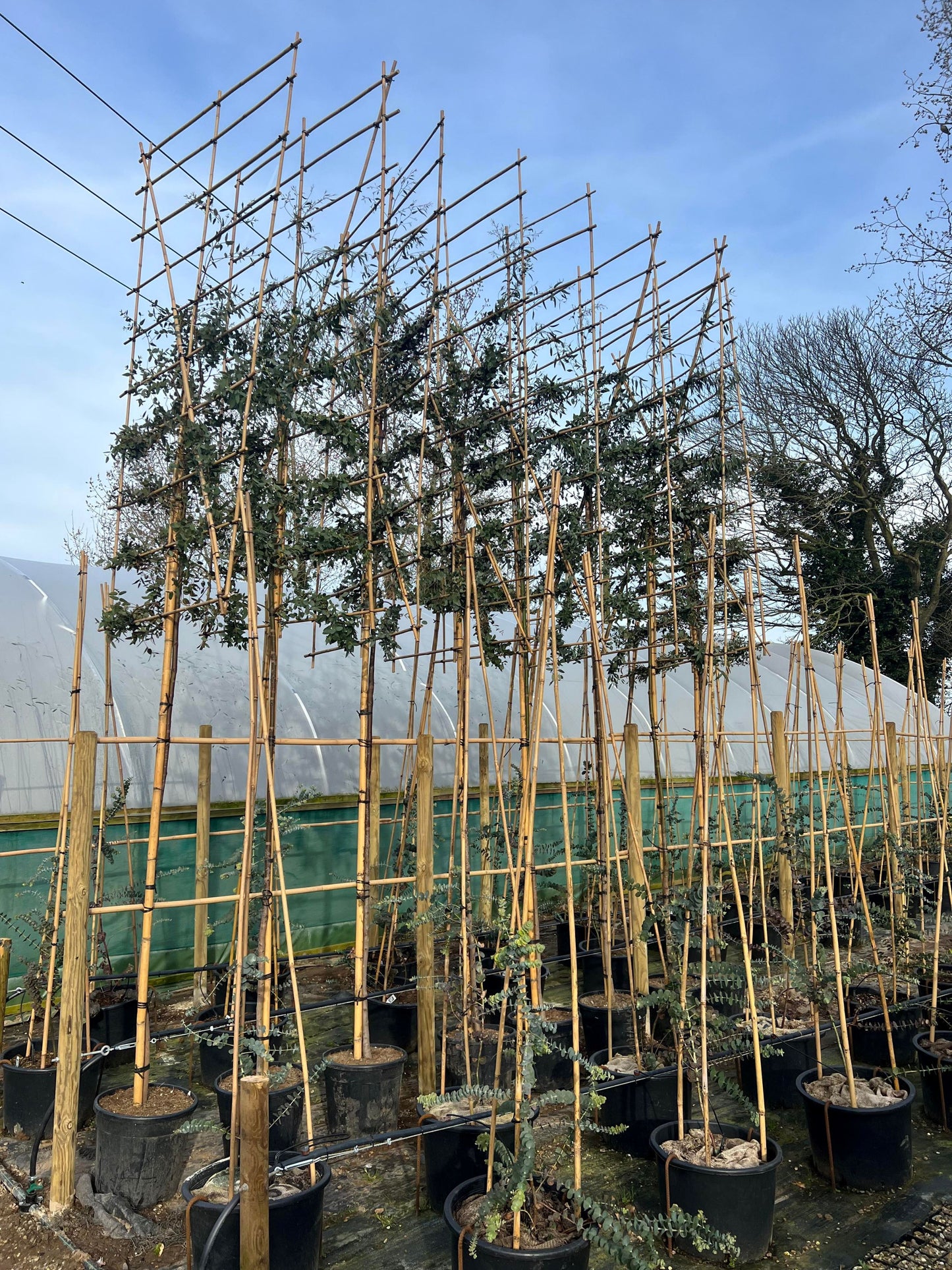 200cm / 12-14cm / Custom frame 120x180cm / Freshly pleached / April