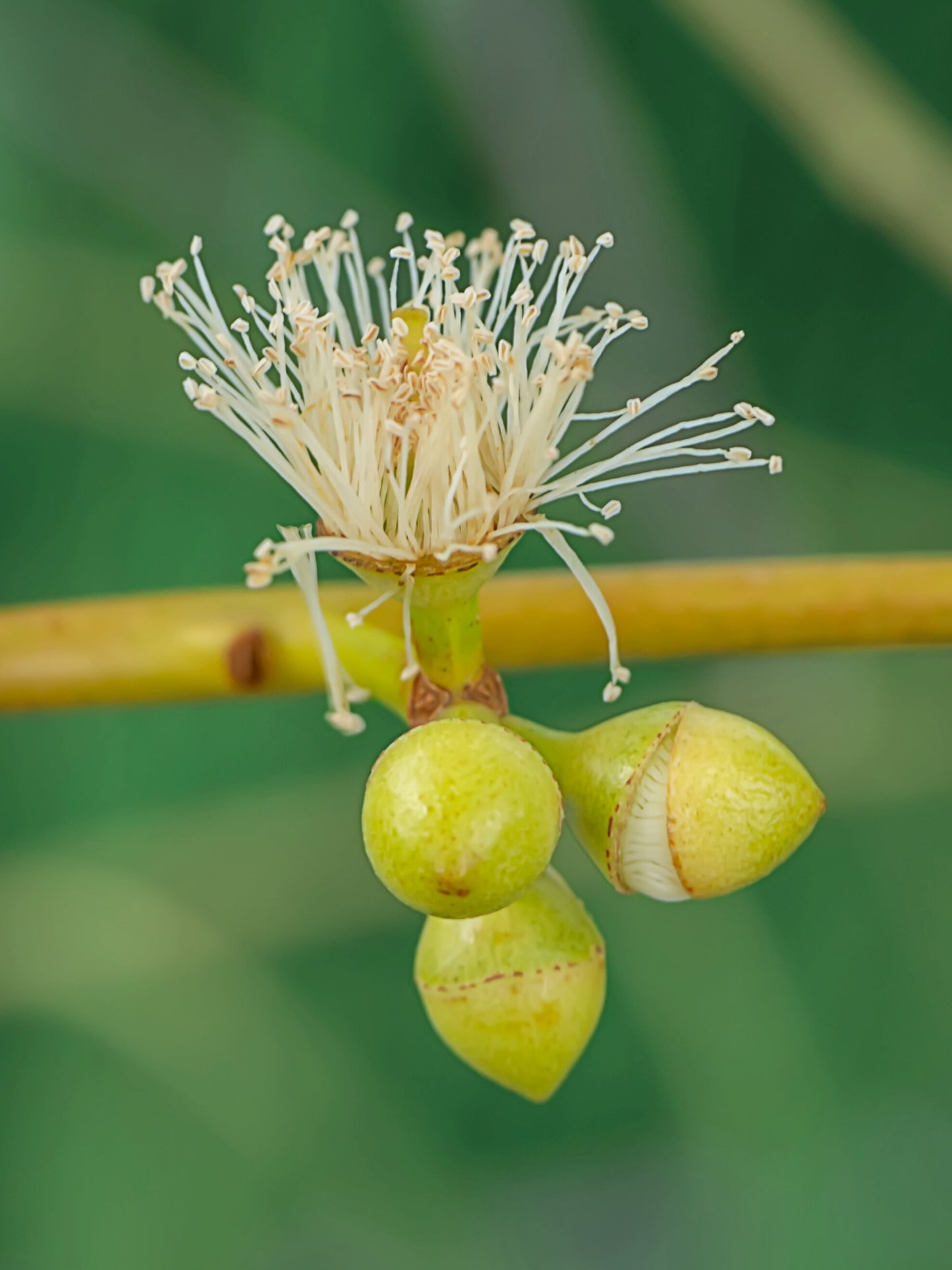 Close-up of flower