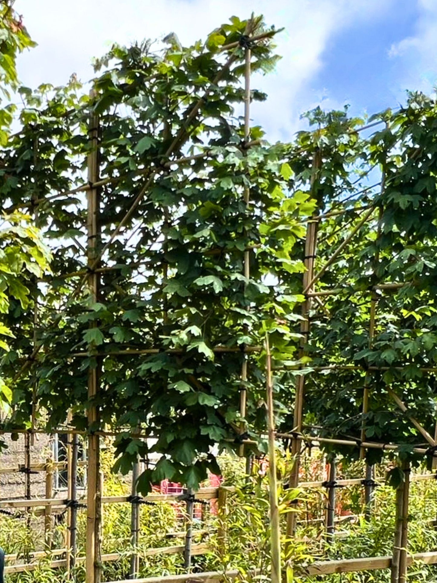 12-14cm / 120x120cm / With growth / May