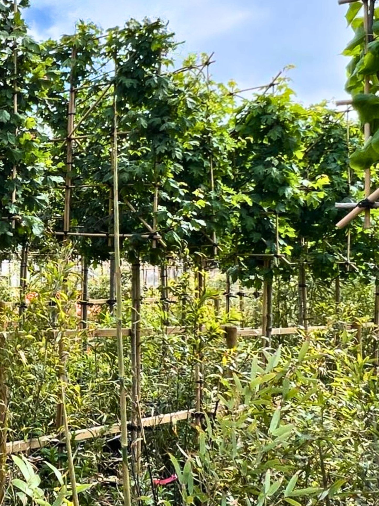 10-12cm / 120x120cm / With growth / May