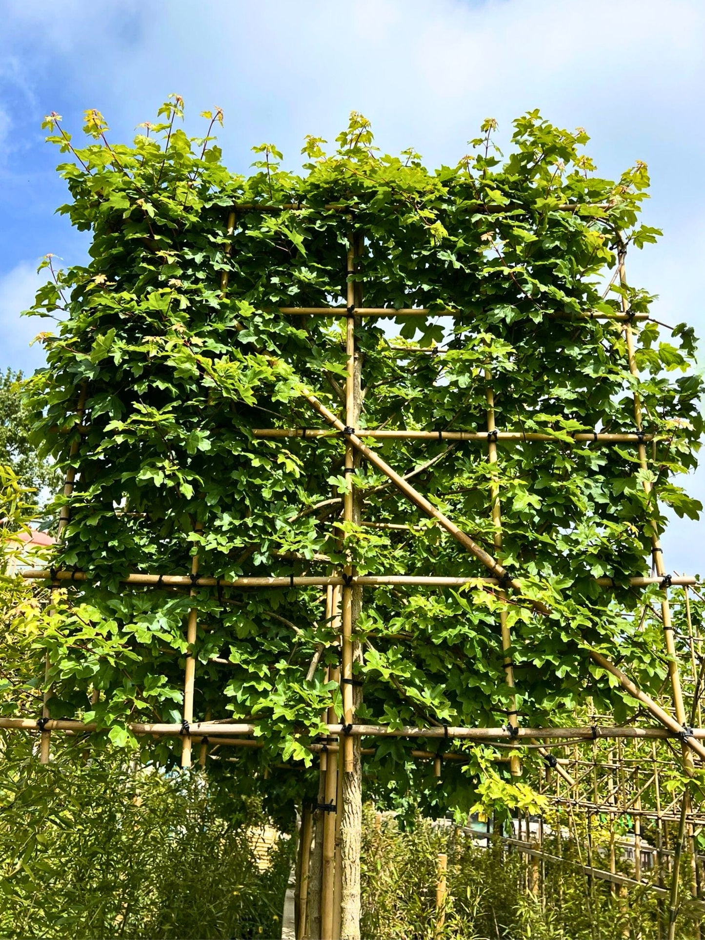 14-16cm / 120x120cm / With growth / May