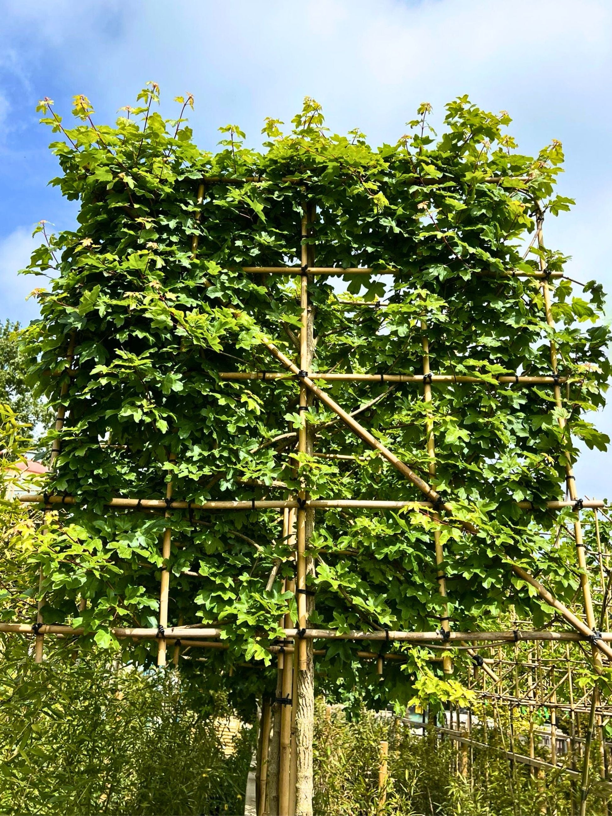 14-16cm / 120x120cm / With growth / May