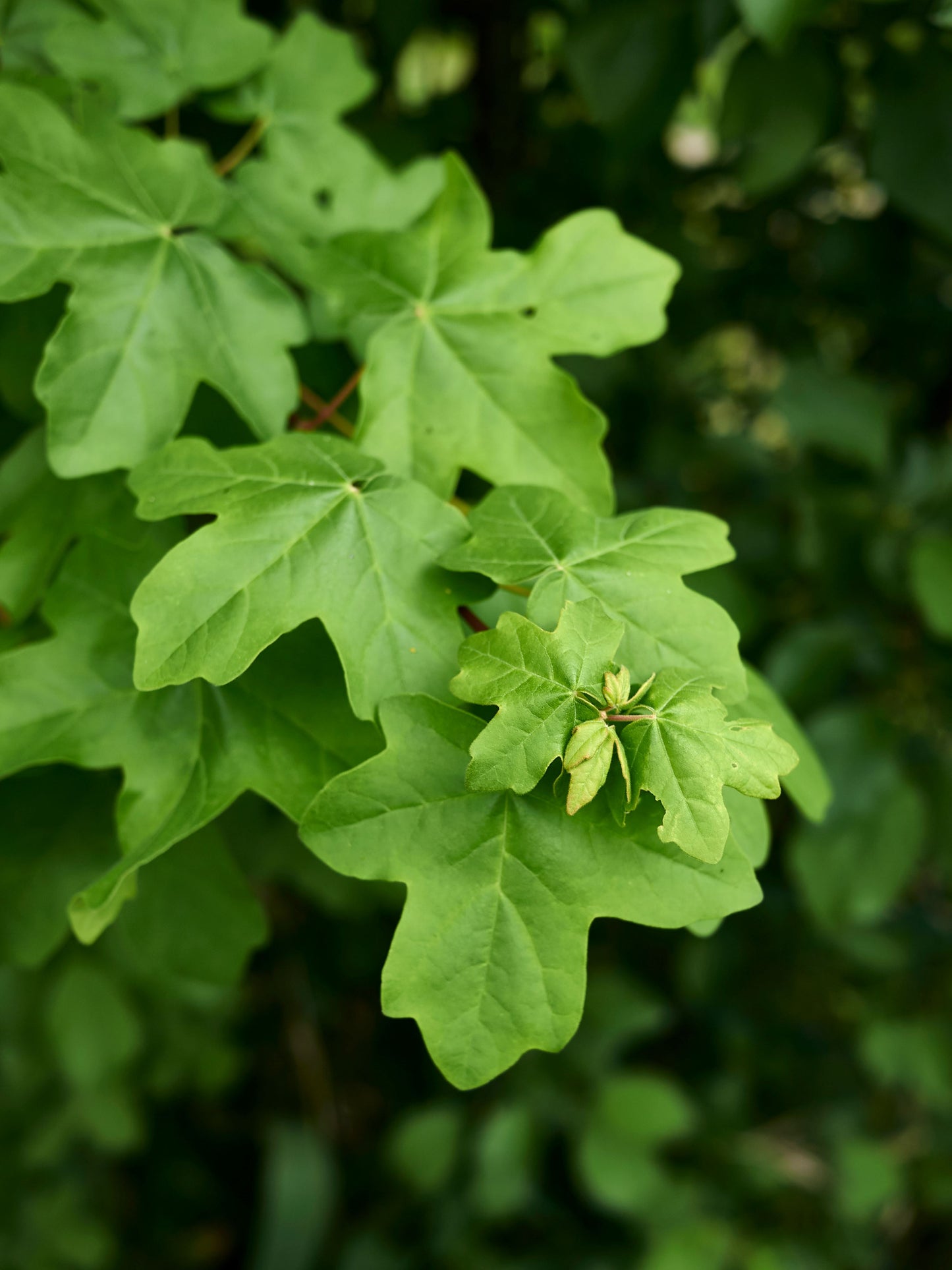 Close-up of foliage in summer