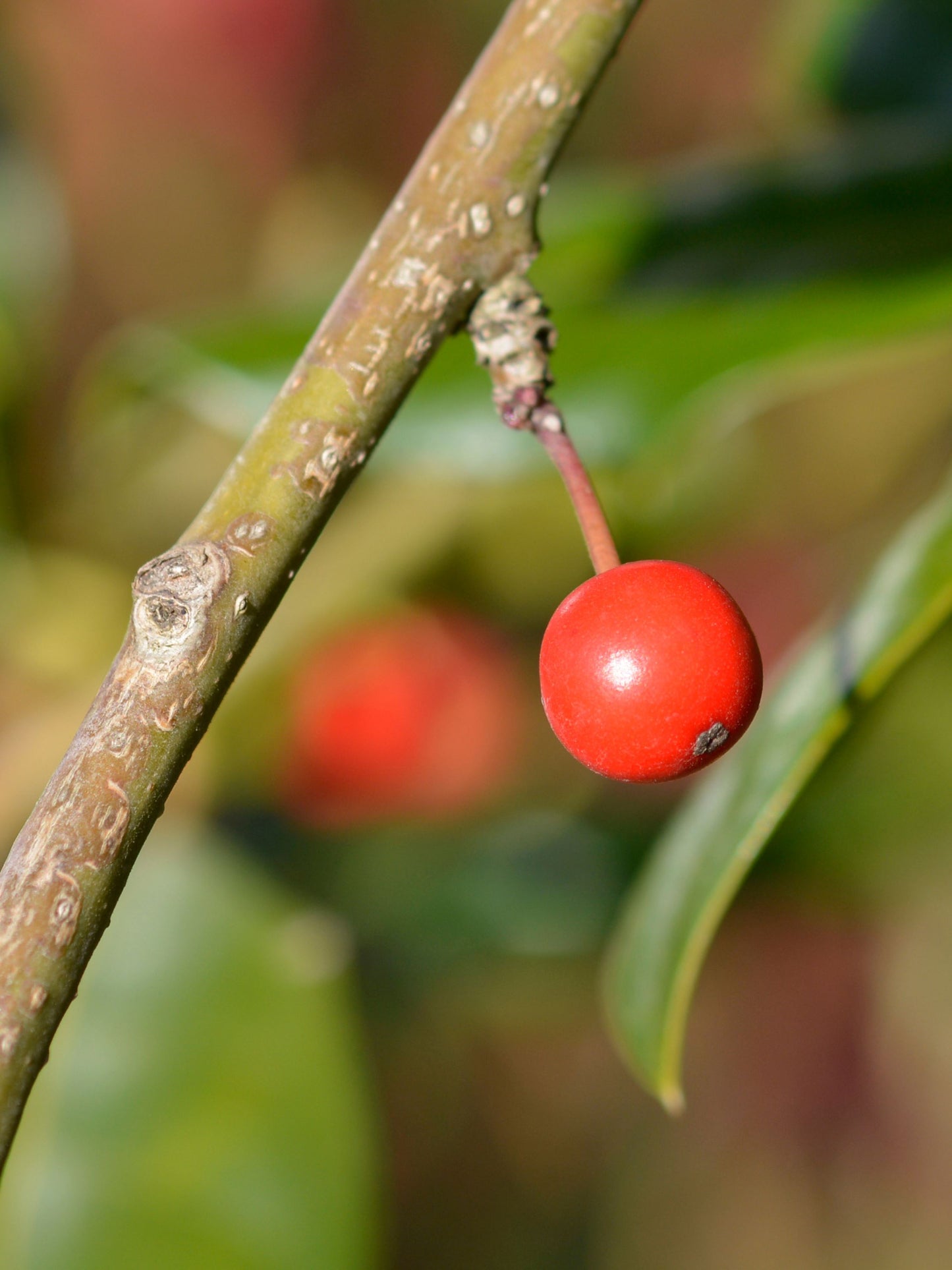 Close-up of ornamental fruit in November