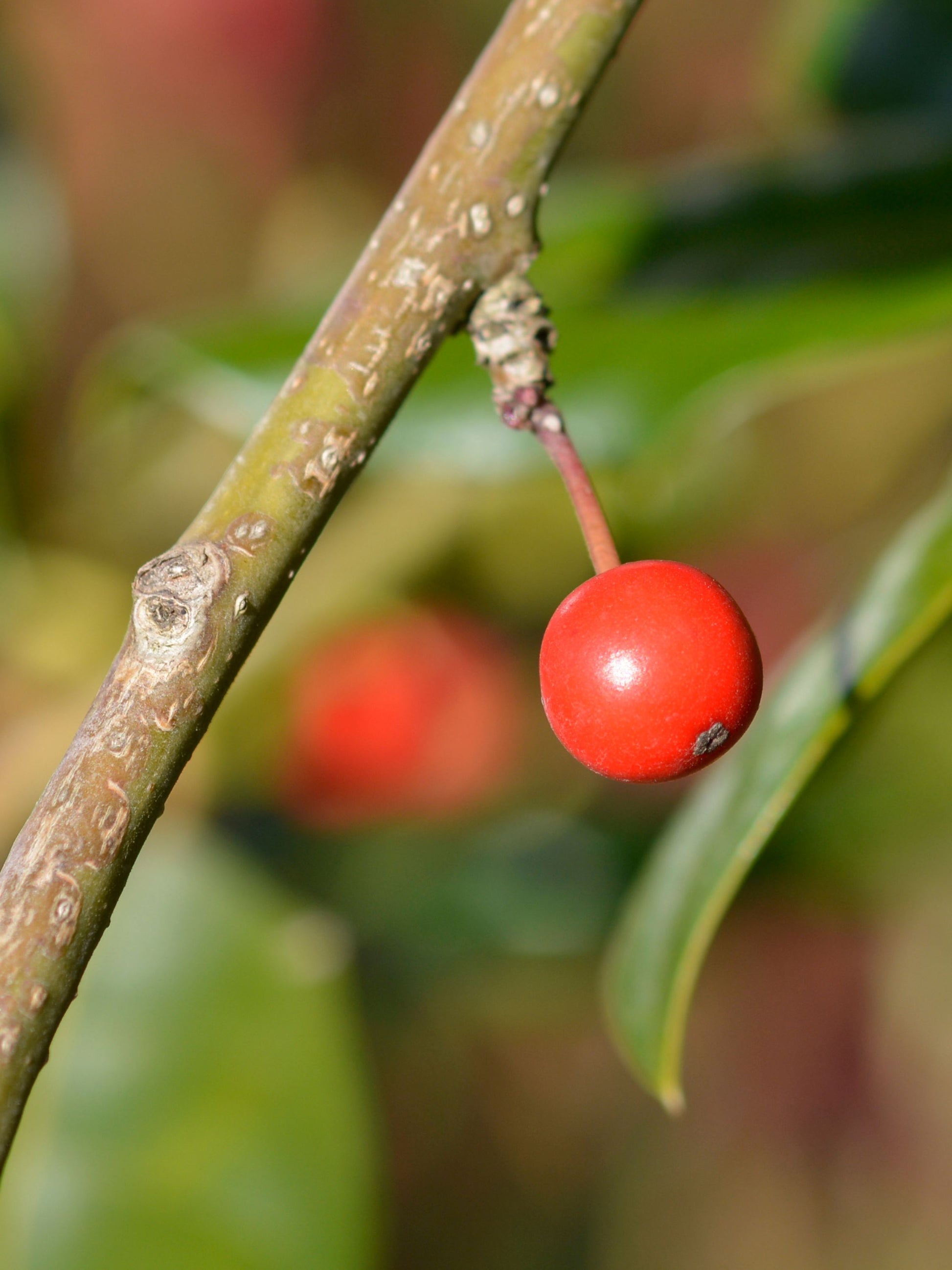 Close-up of ornamental fruit in November