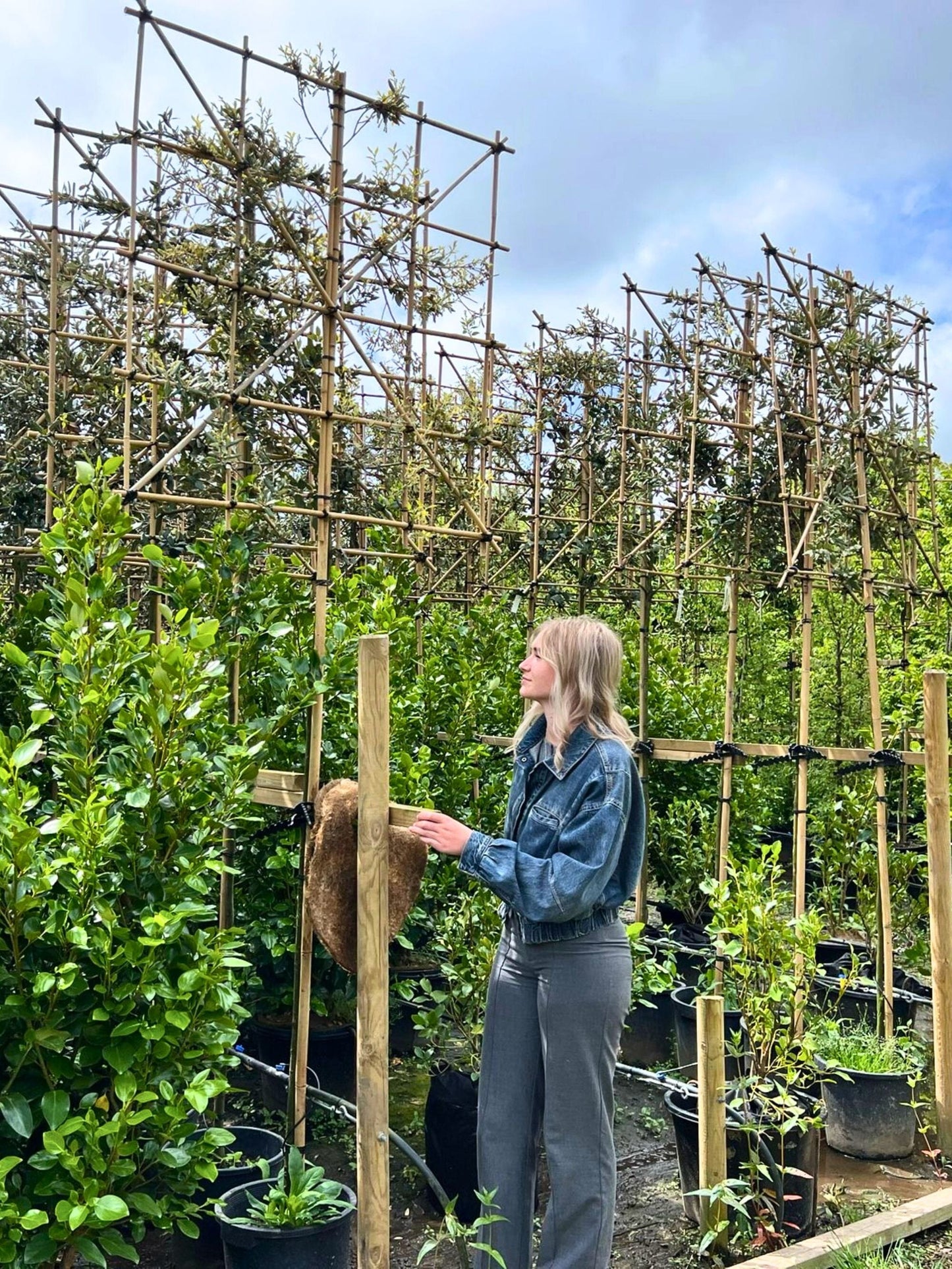 180cm / 6-8 cm / 120x120cm / Freshly pleached / May