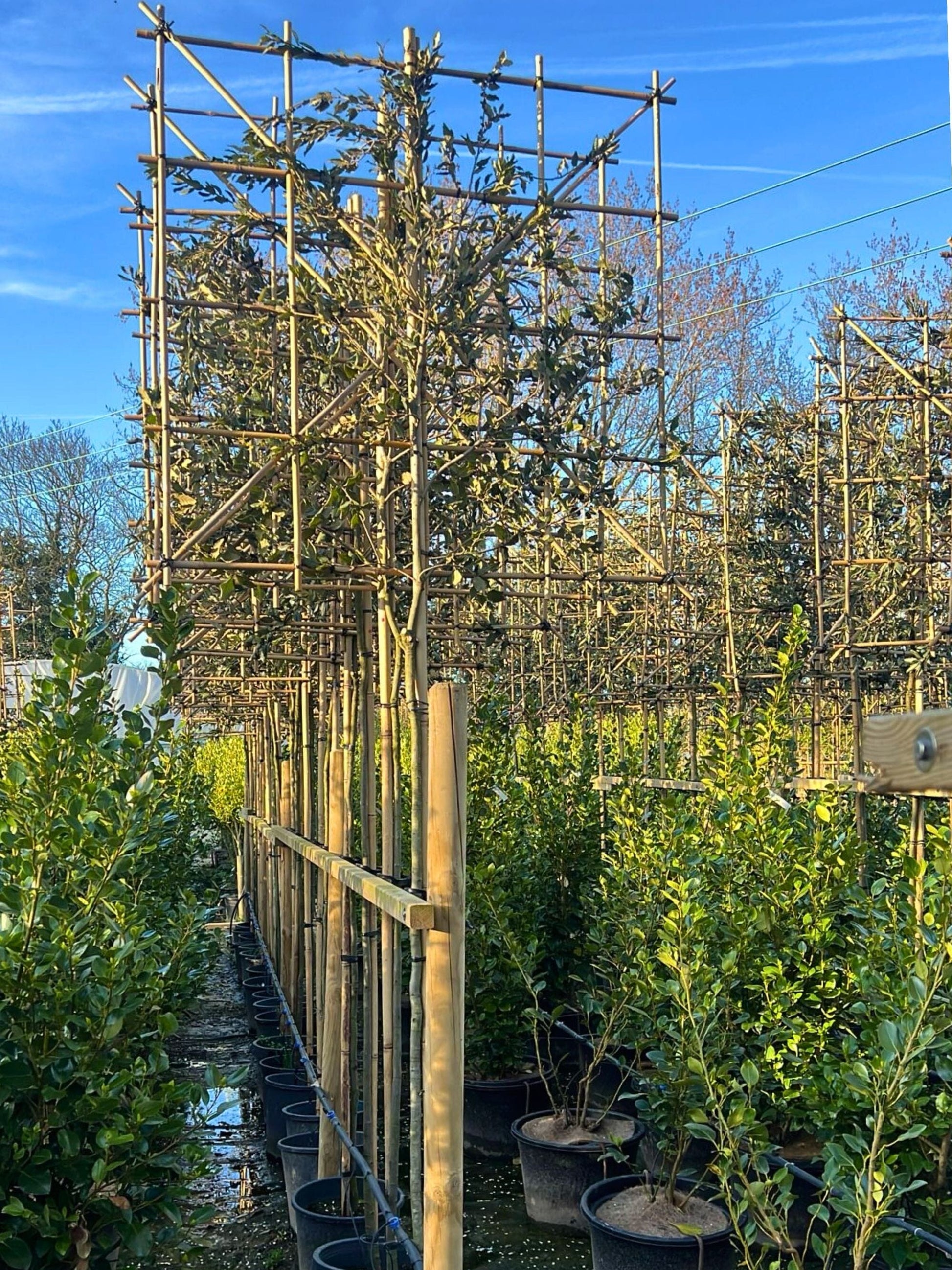 180cm / 8-10cm / 120x120cm / Freshly pleached / March