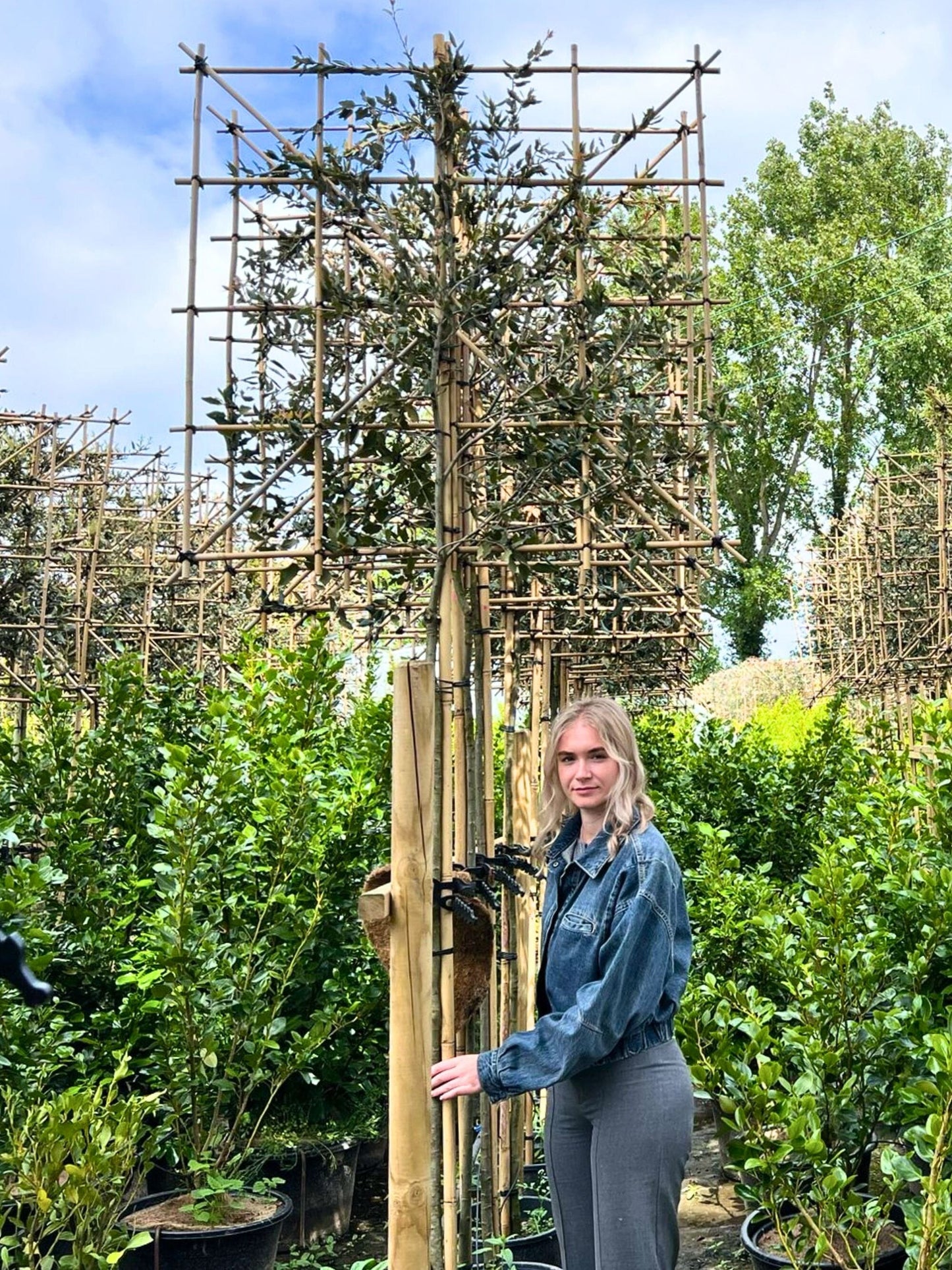 180cm / 8-10cm / 120x120cm / Freshly pleached / May