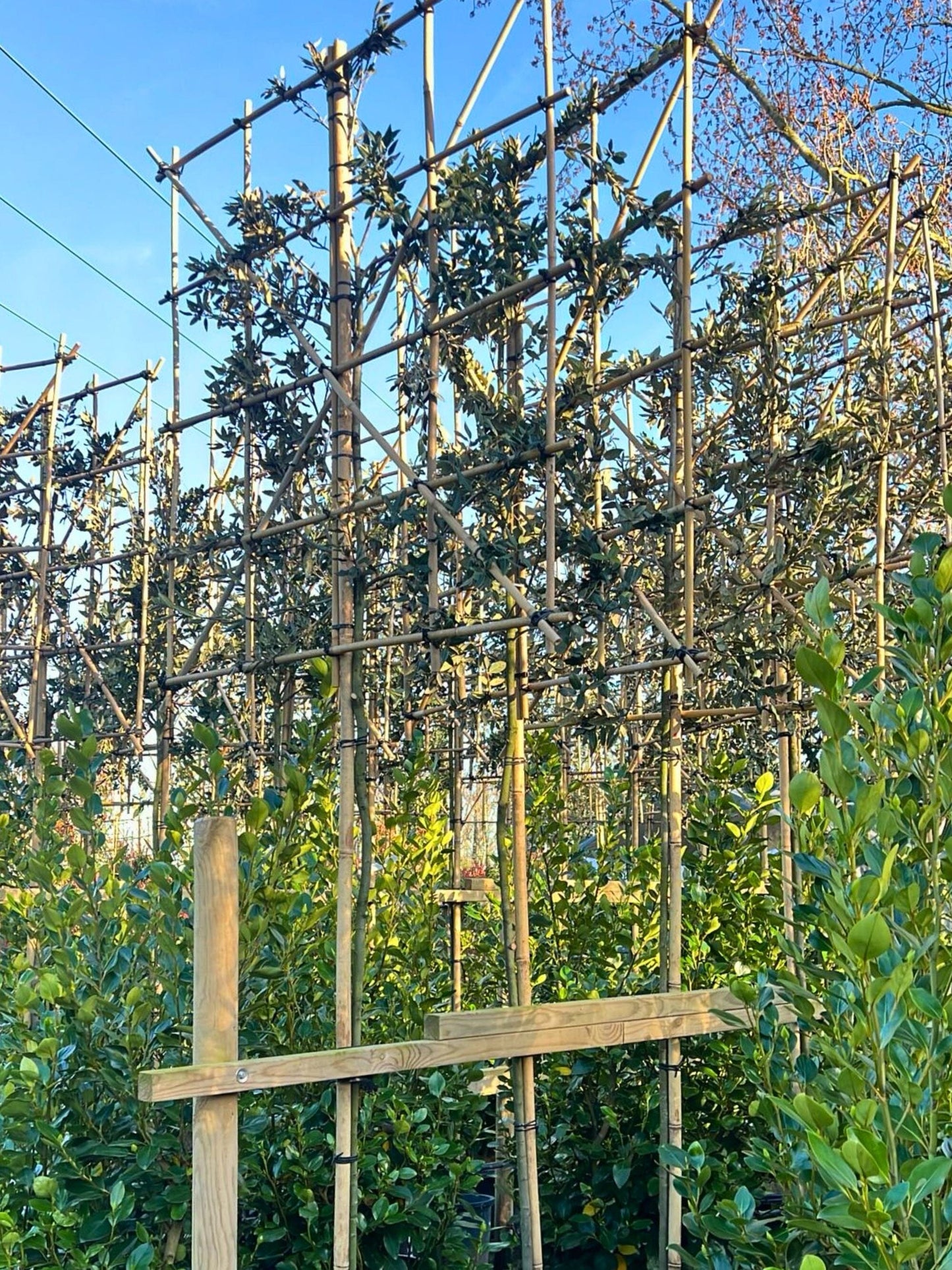 180cm / 6-8cm / 120x120cm / Freshly pleached / March