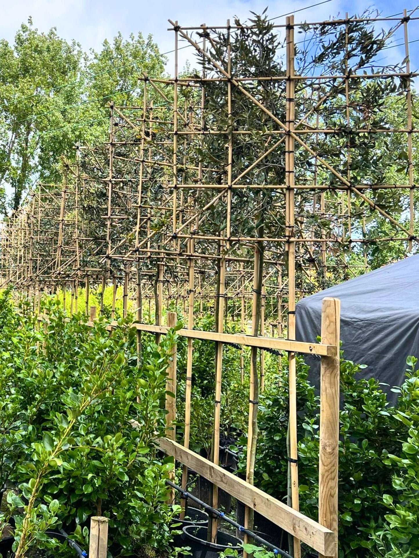 180cm / 8-10cm / 120x120cm / Freshly pleached / May