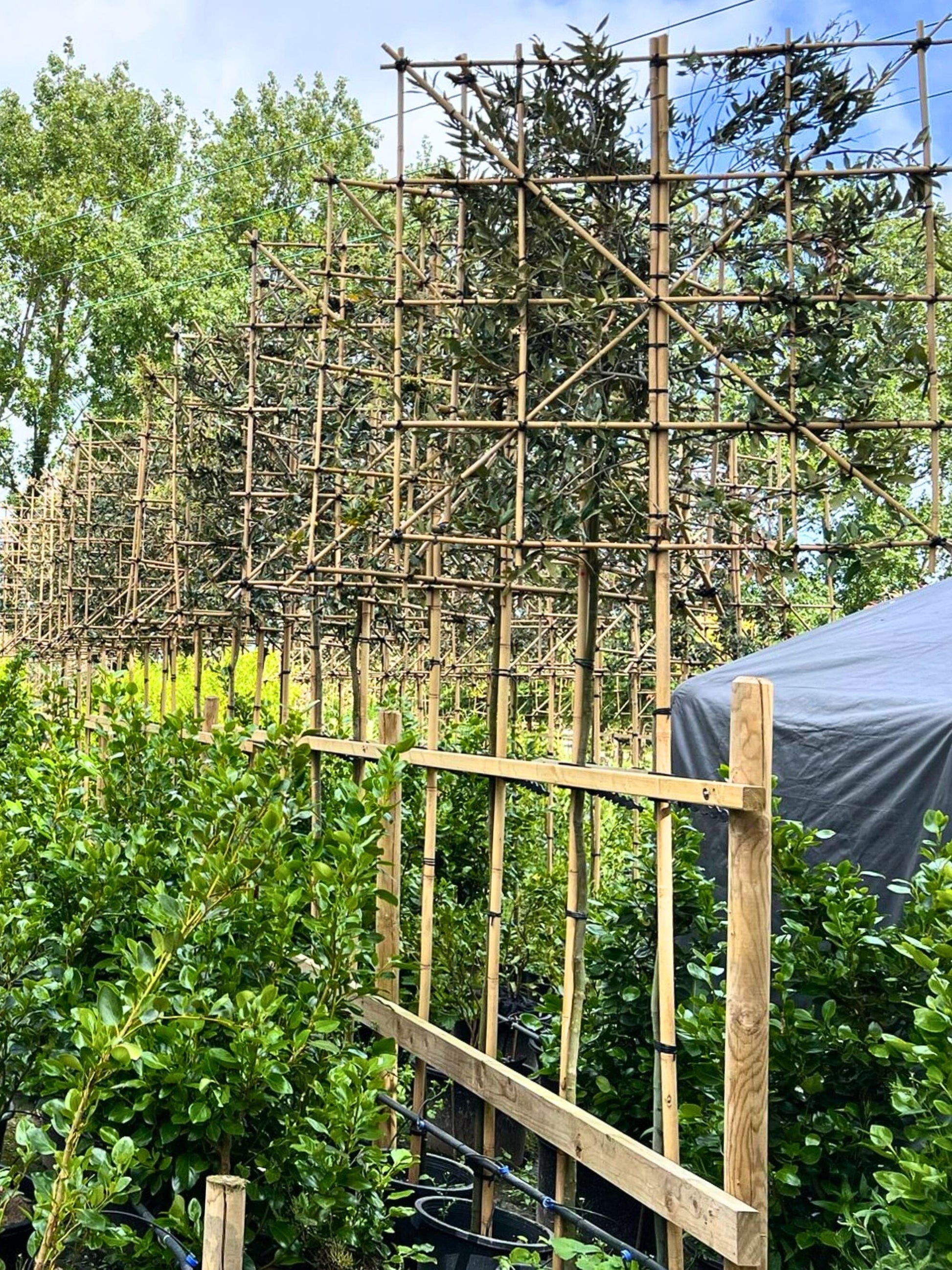 180cm / 8-10cm / 120x120cm / Freshly pleached / May