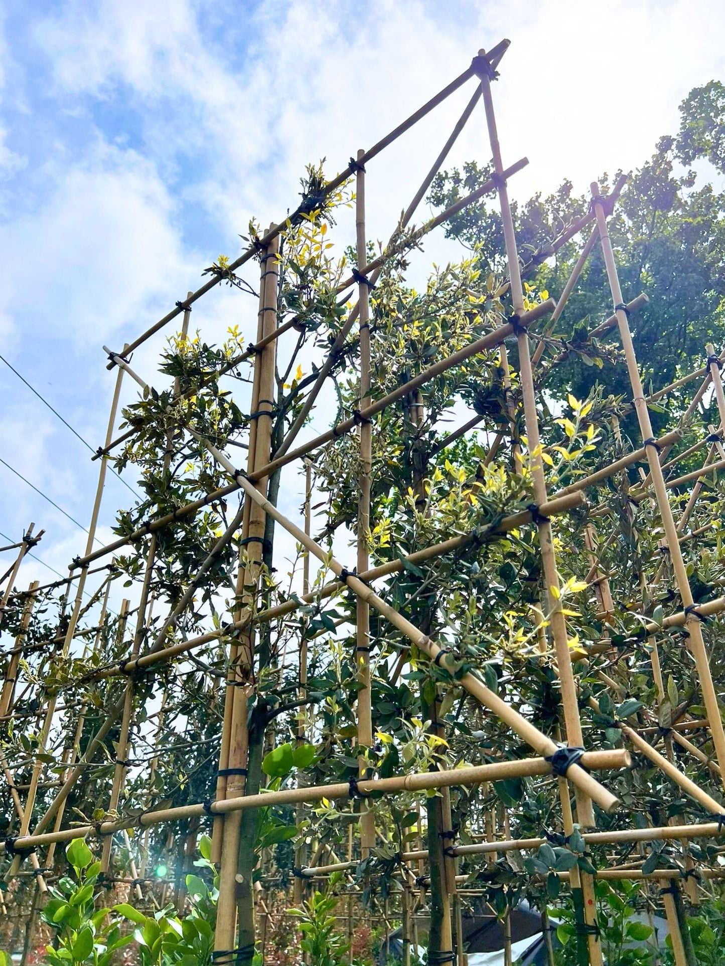 180cm / 6-8 cm / 120x120cm / Freshly pleached / May