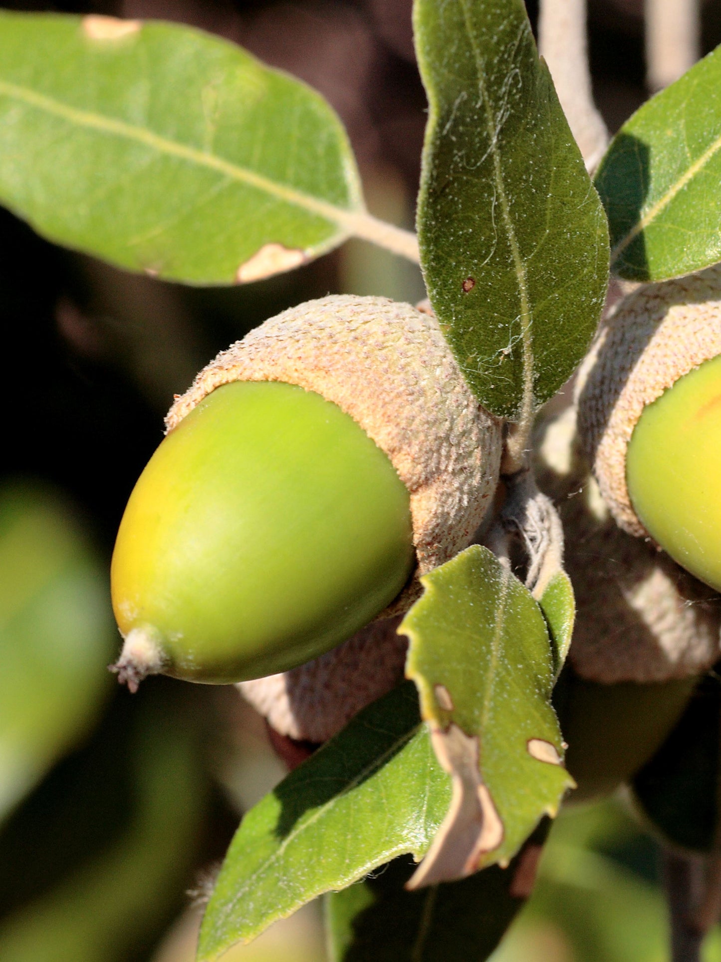Close-up of acorn in September