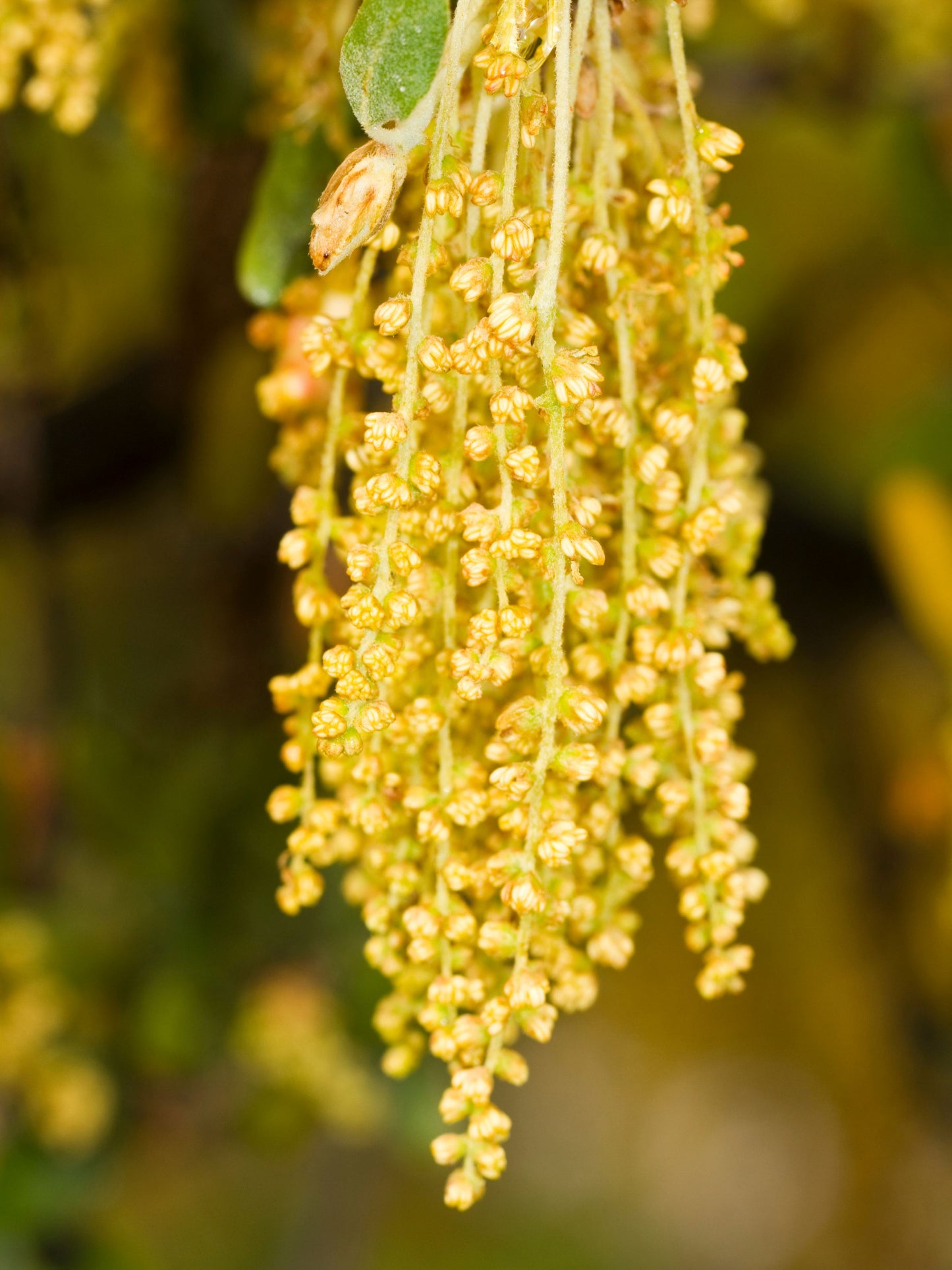 Close-up of catkins in June