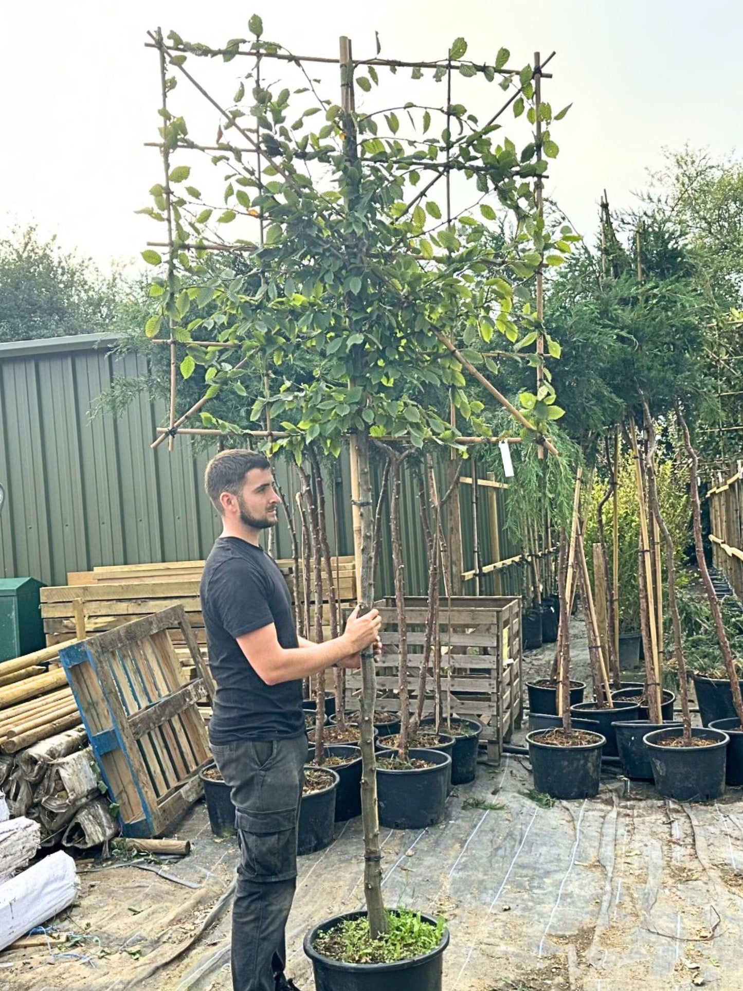 150cm / 10-12cm / 120x120cm / Freshly pleached / September