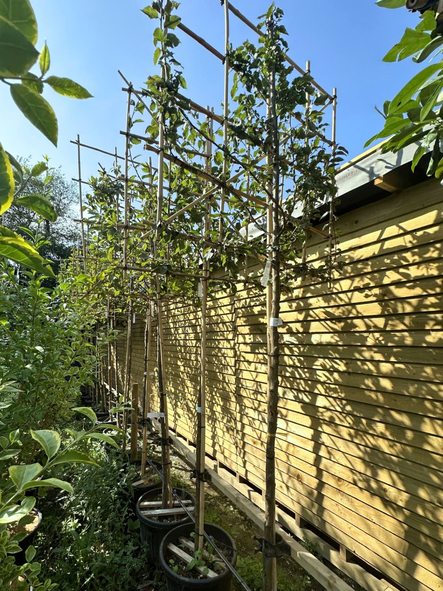 180cm / 10-12cm / 120x120cm / Freshly pleached / August