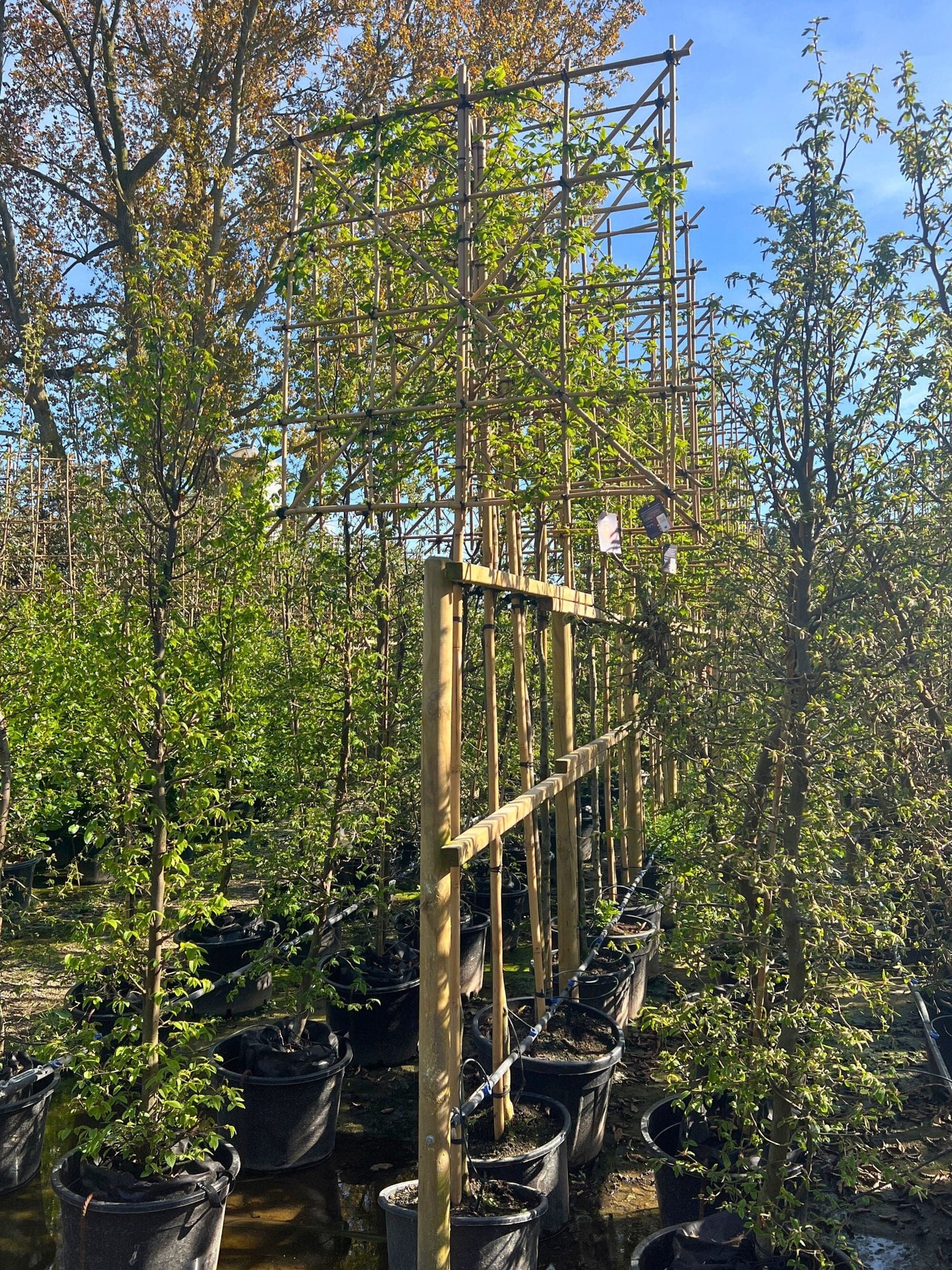 180cm / 10-12cm / 120x120cm / Freshly pleached / May