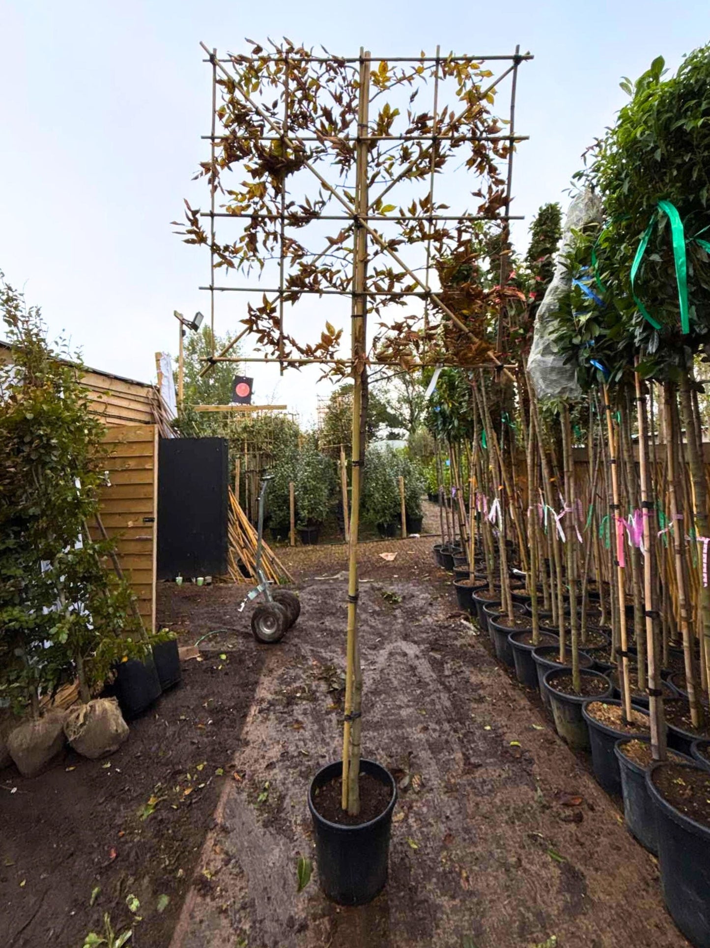 180cm / 8-10cm / 120x100cm / With Growth / October