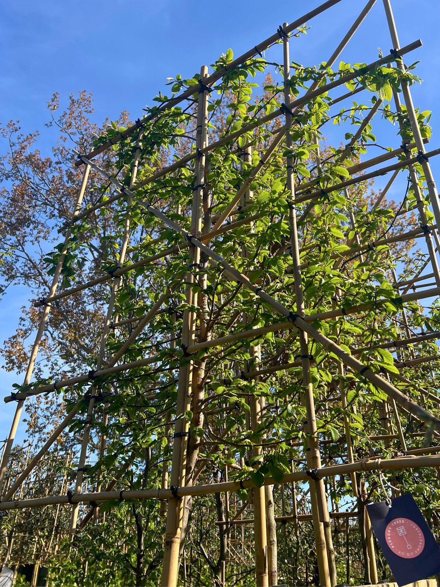 10-12cm / 120x120cm / Freshly pleached / May