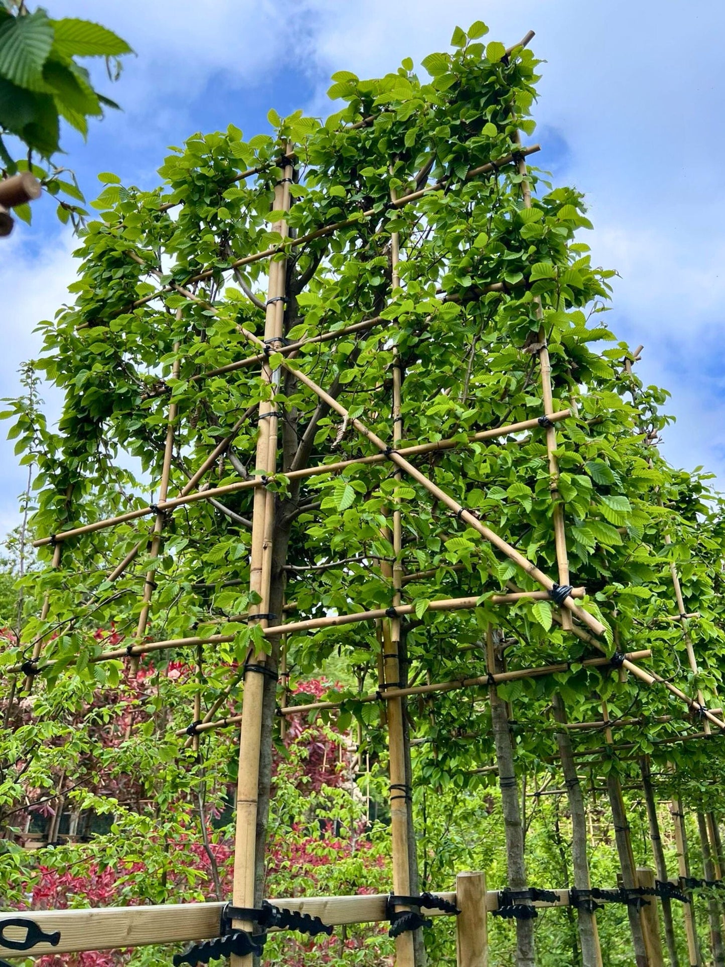 14-16cm / 120x120cm / 120x120cm / Freshly pleached / May