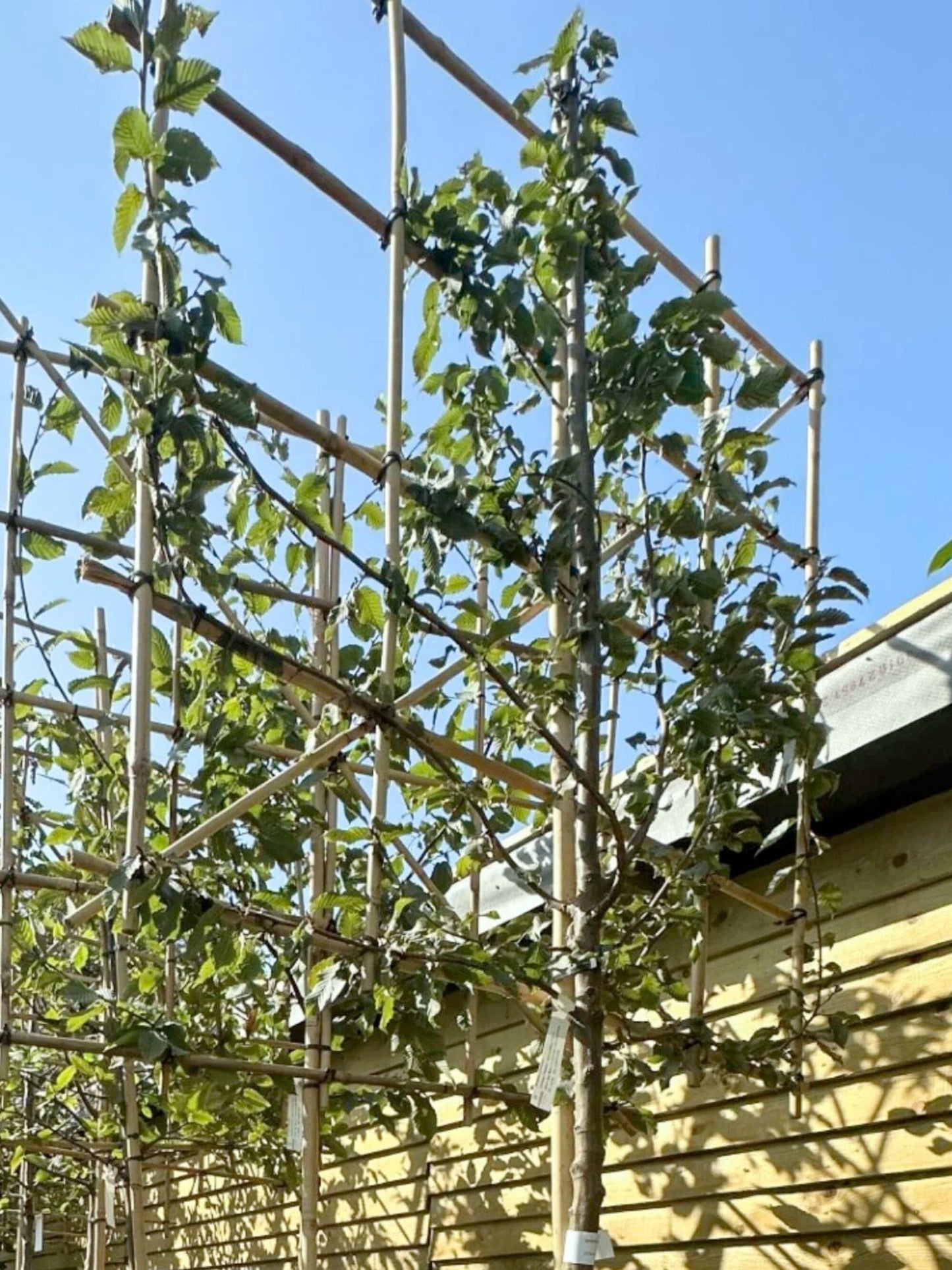 10-12cm / 120x120cm / Freshly pleached / August