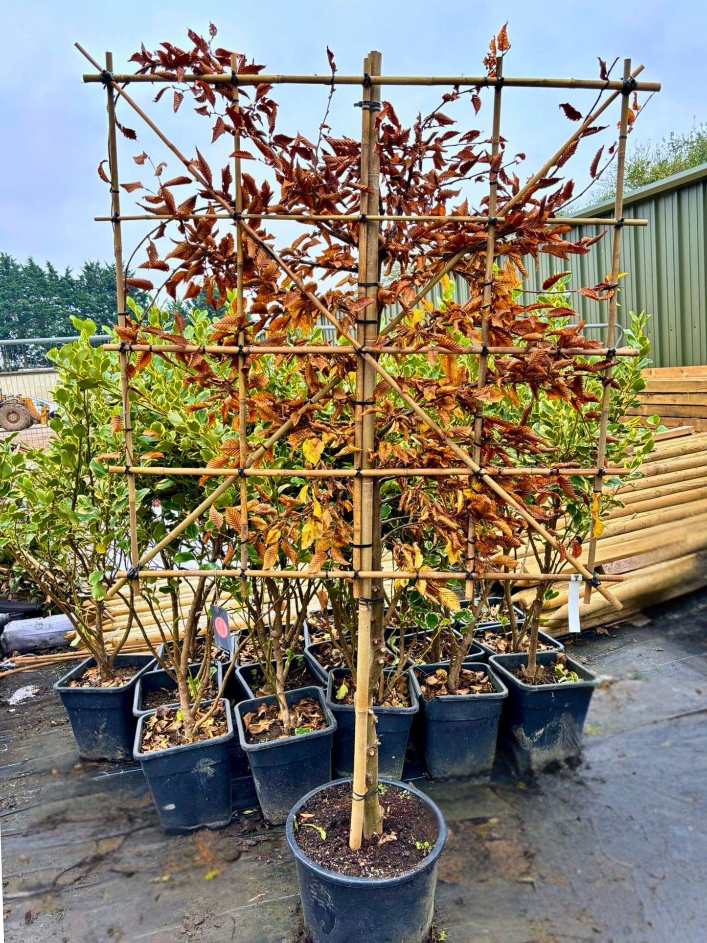 80cm / 12-14cm / 120x120cm / Freshly pleached / November