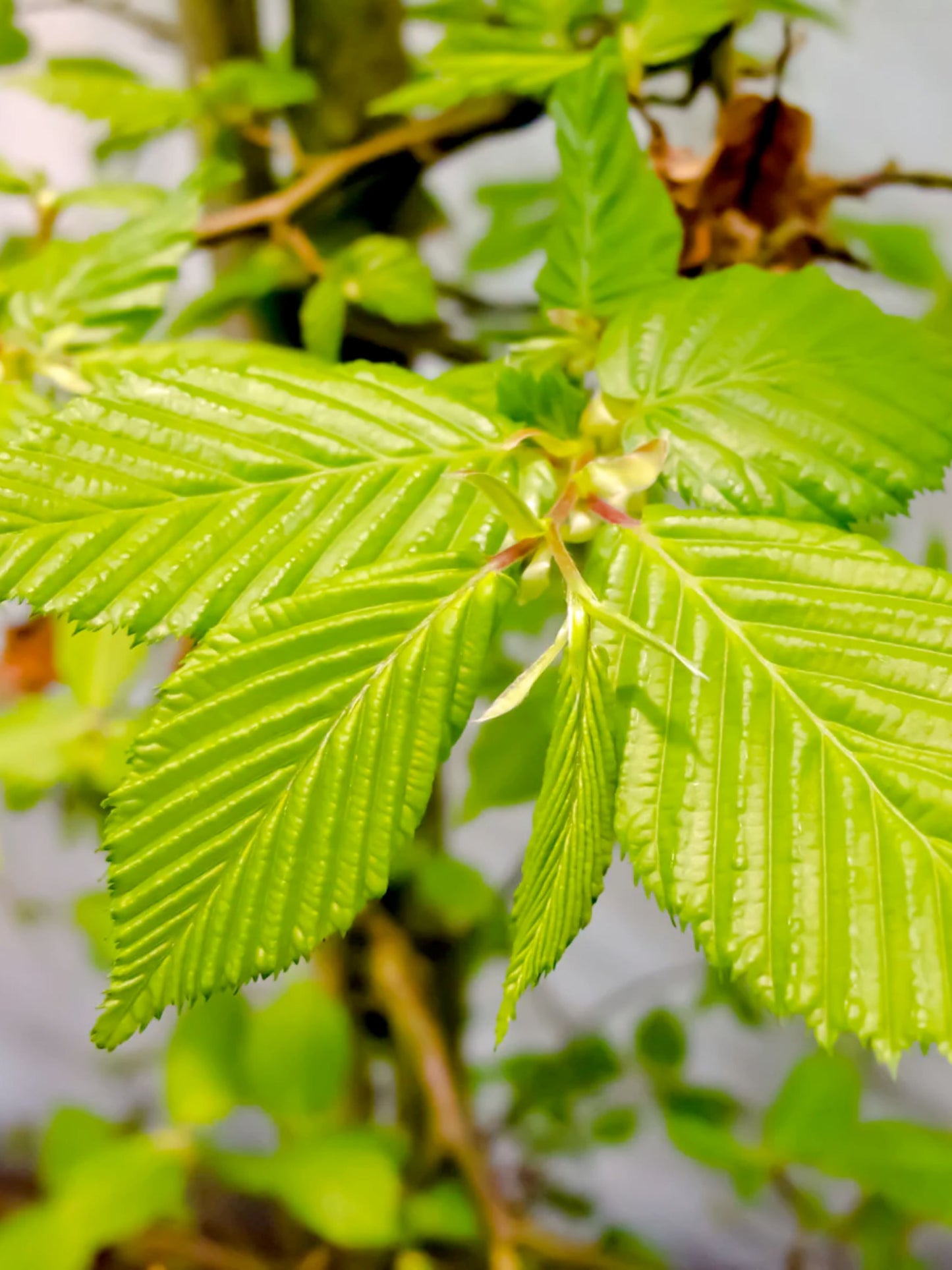 Close-up of foliage in spring