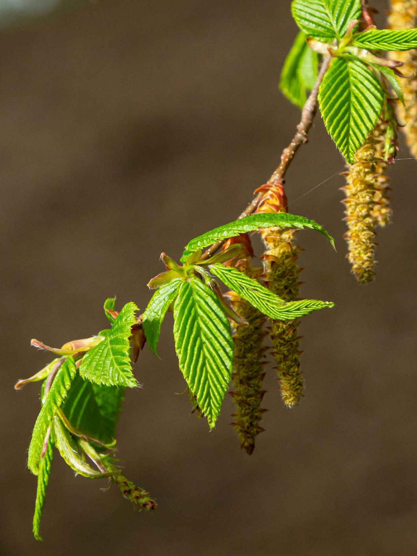 Close-up of catkins in spring