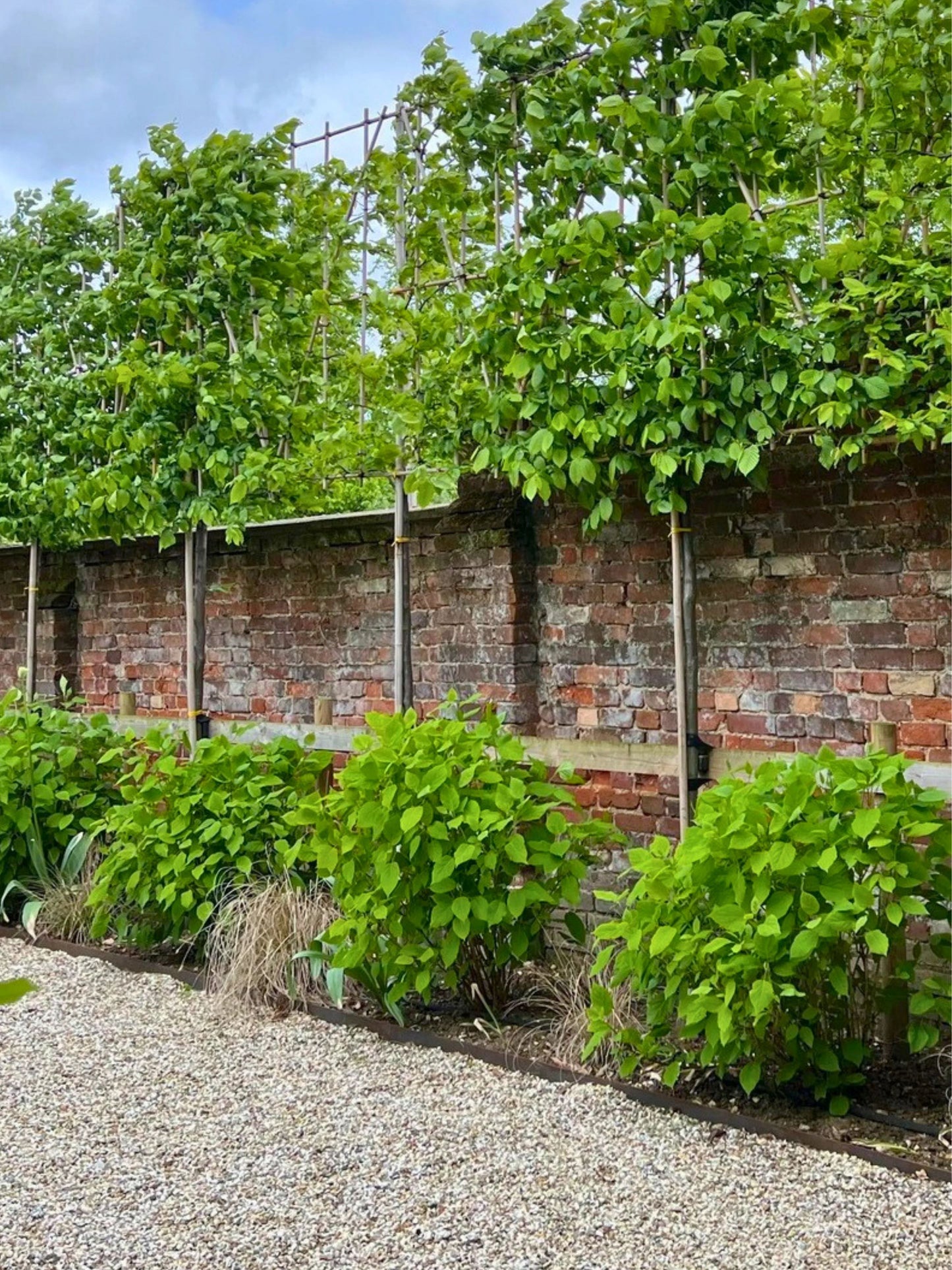 180cm / 16-18cm / 120x120cm / Planting service / June