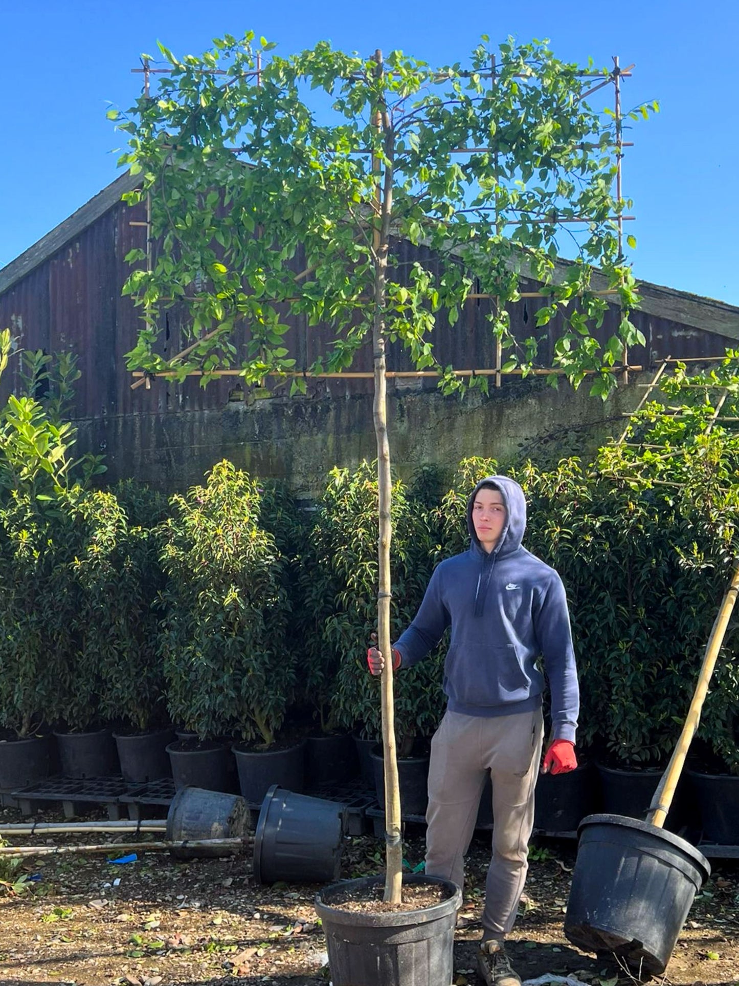 180cm / 12-14cm / Custom frame 180x120cm / Hornbeam / Freshly pleached / May