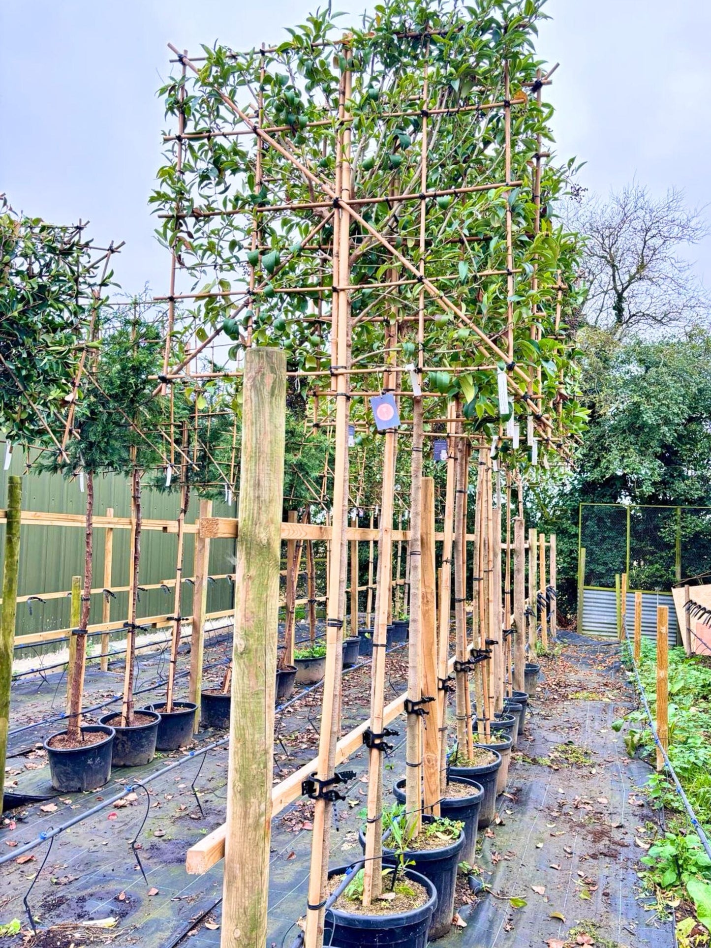 180cm / 12-14cm / 120x120cm / Freshly pleached / November