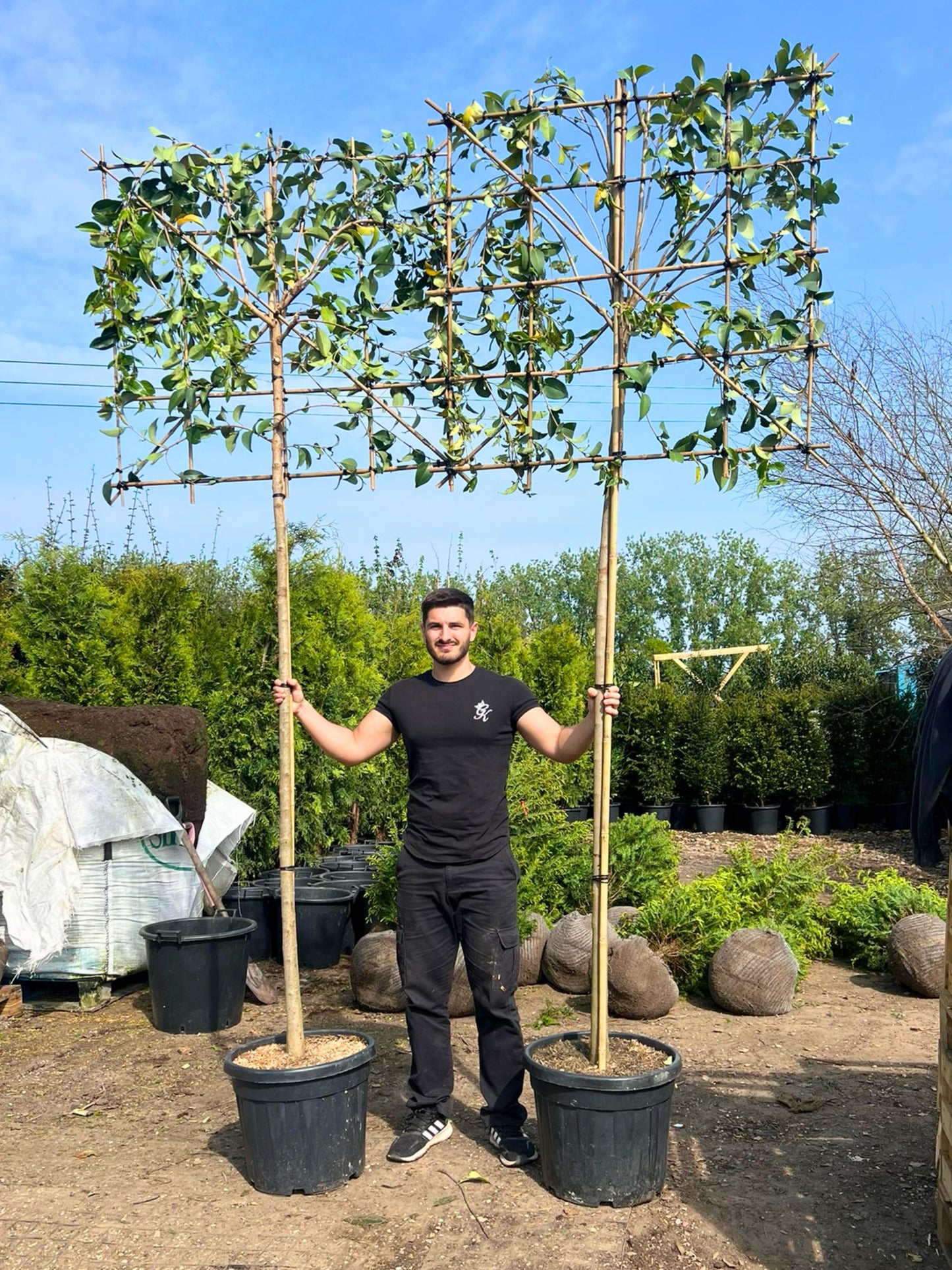 180cm / 10-12cm / 120x120cm / Freshly pleached / May