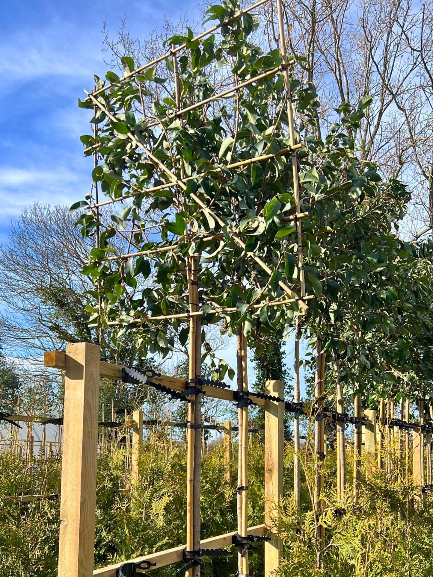 180cm / 12-14cm / 120x120cm / Freshly pleached / Spring