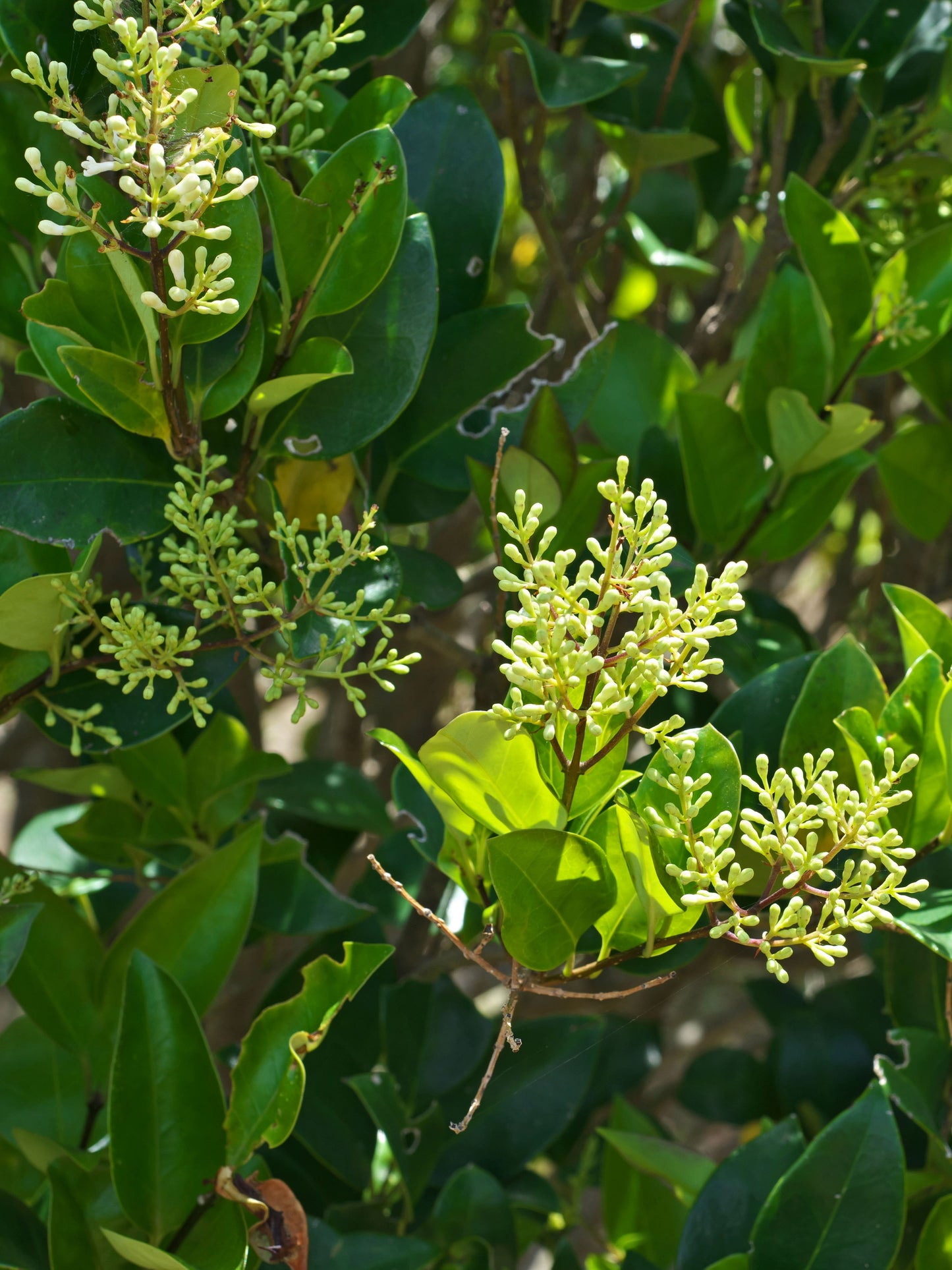 Close-up of flowers