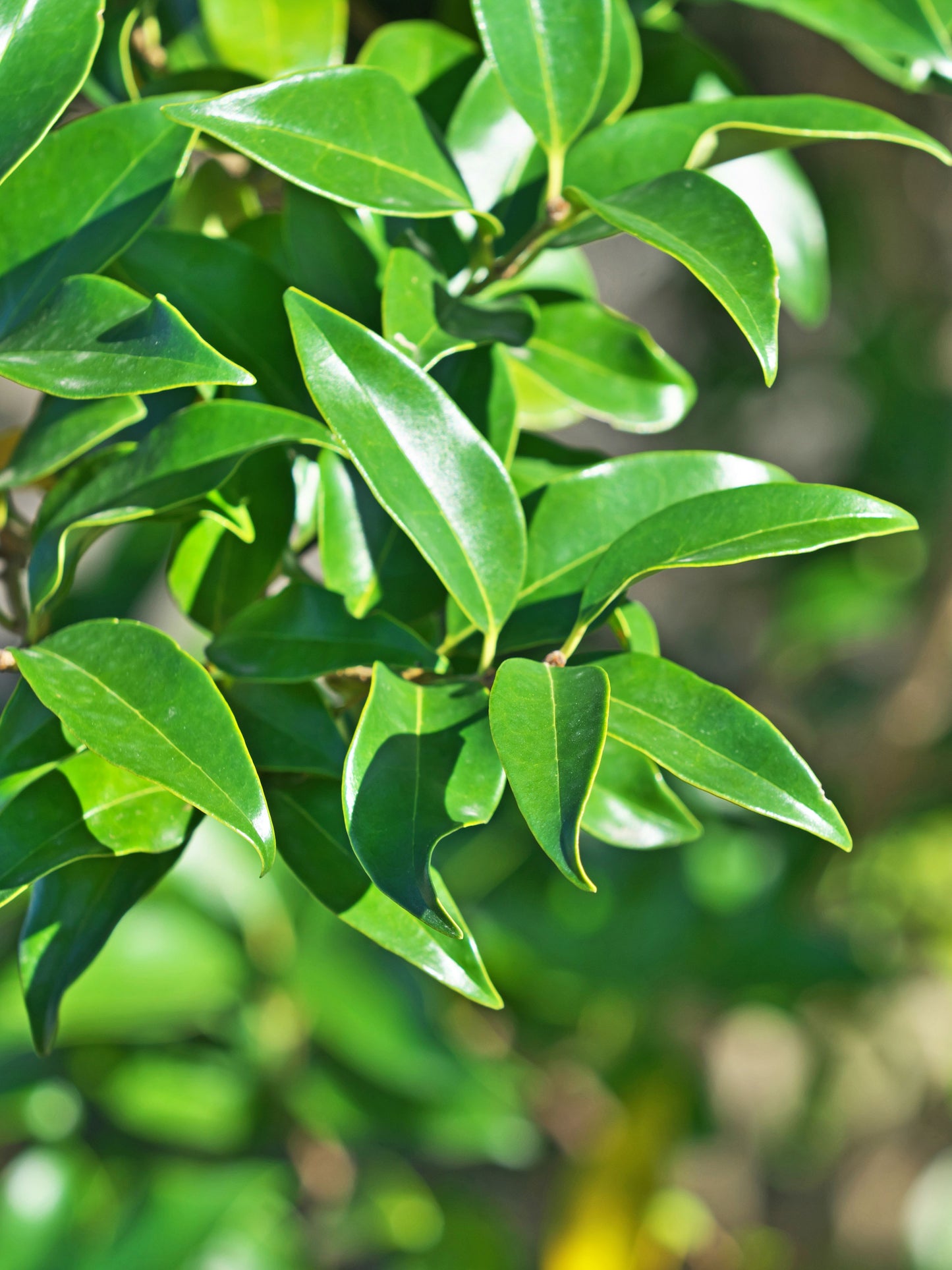 Close-up of foliage