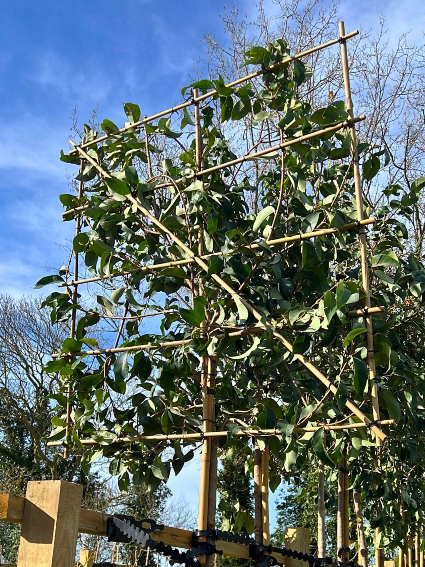 Close-up of pleach frame / 12-14cm / Freshly pleached