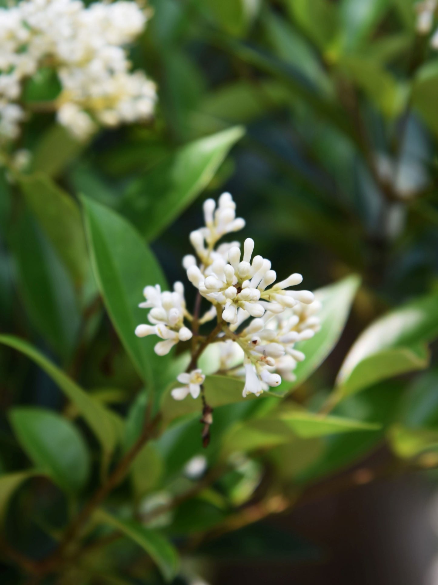 Close-up of foliage