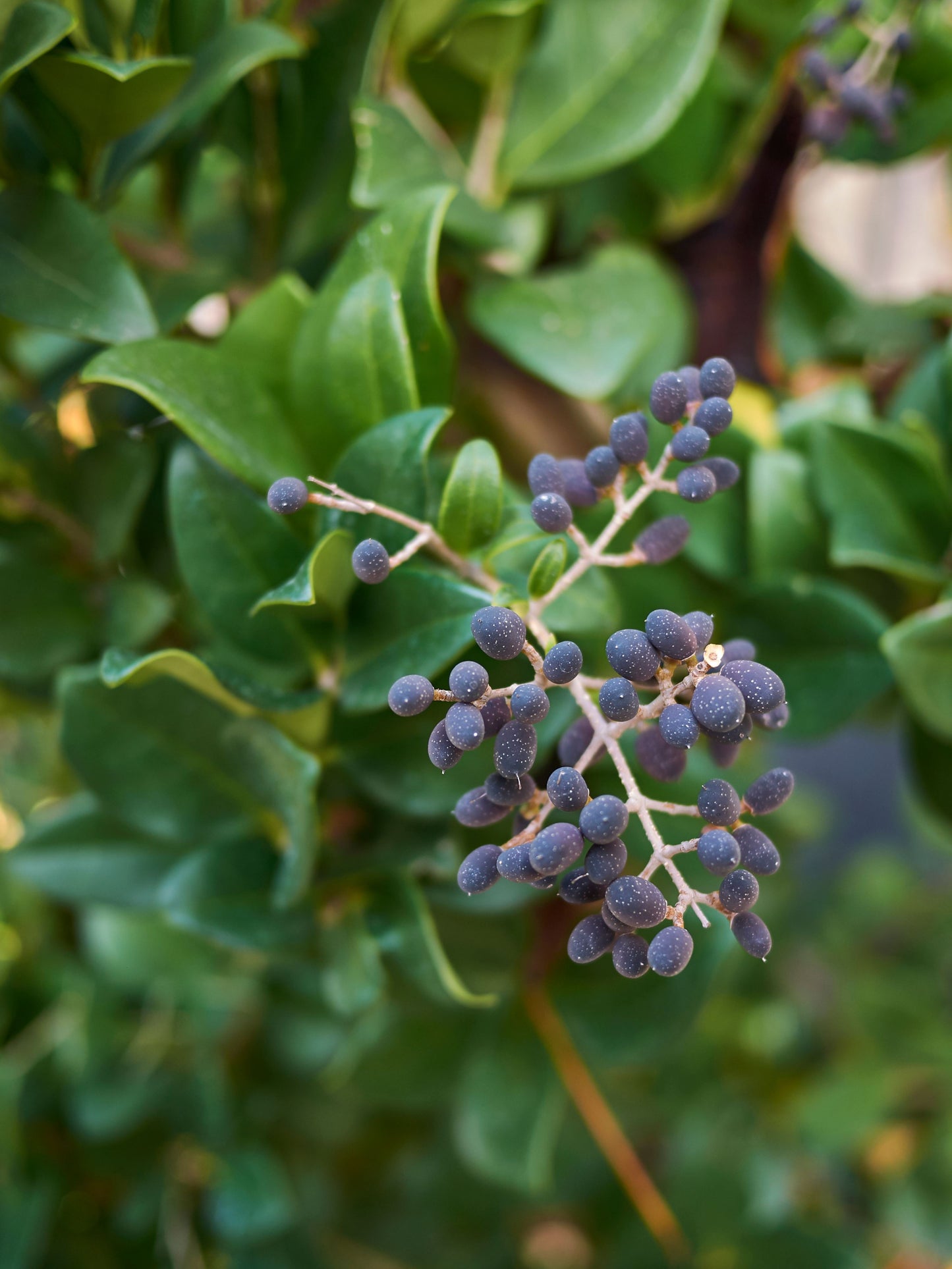 Close-up of berries