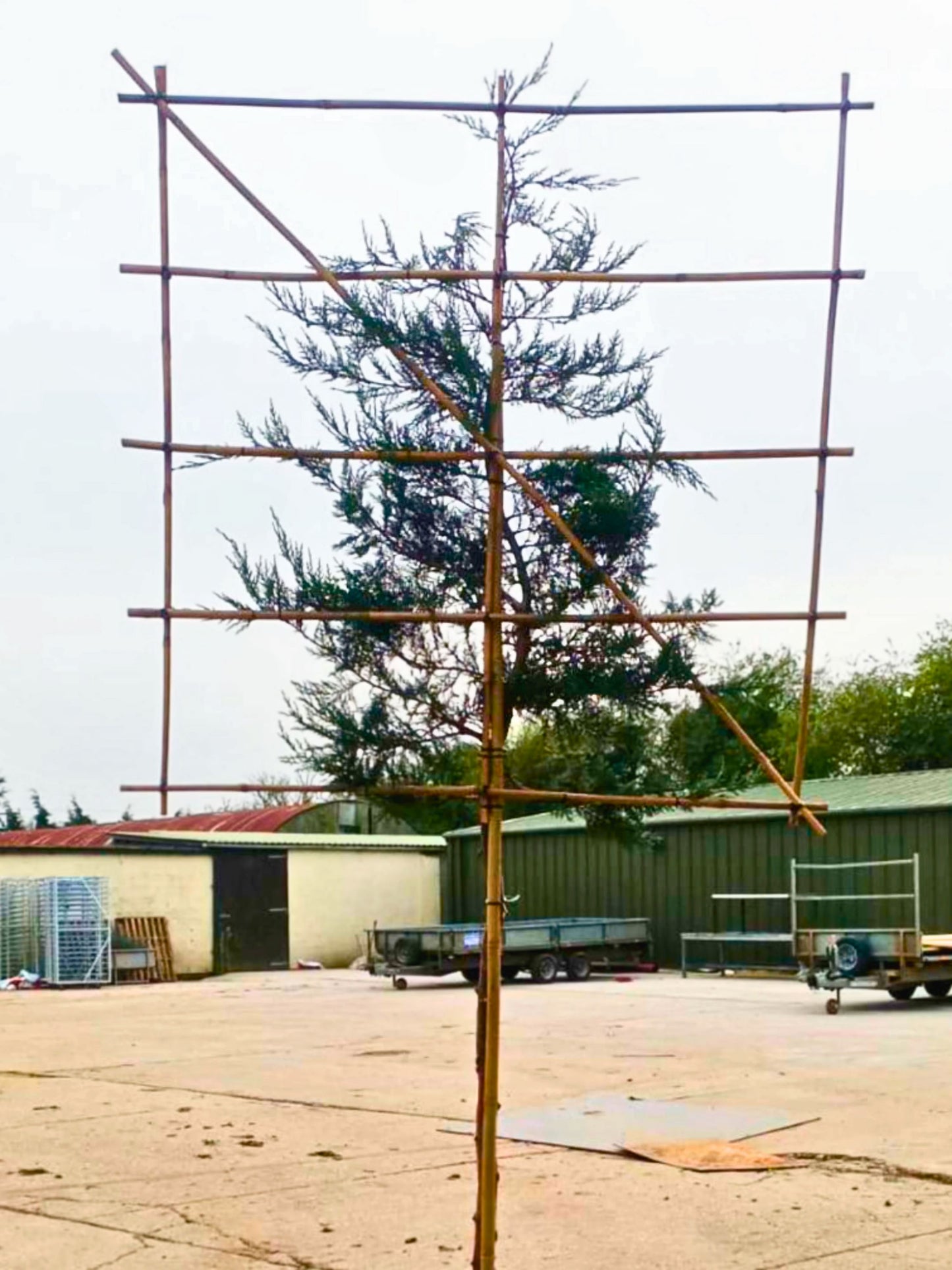 8-10cm / 120x120cm / Freshly pleached / March