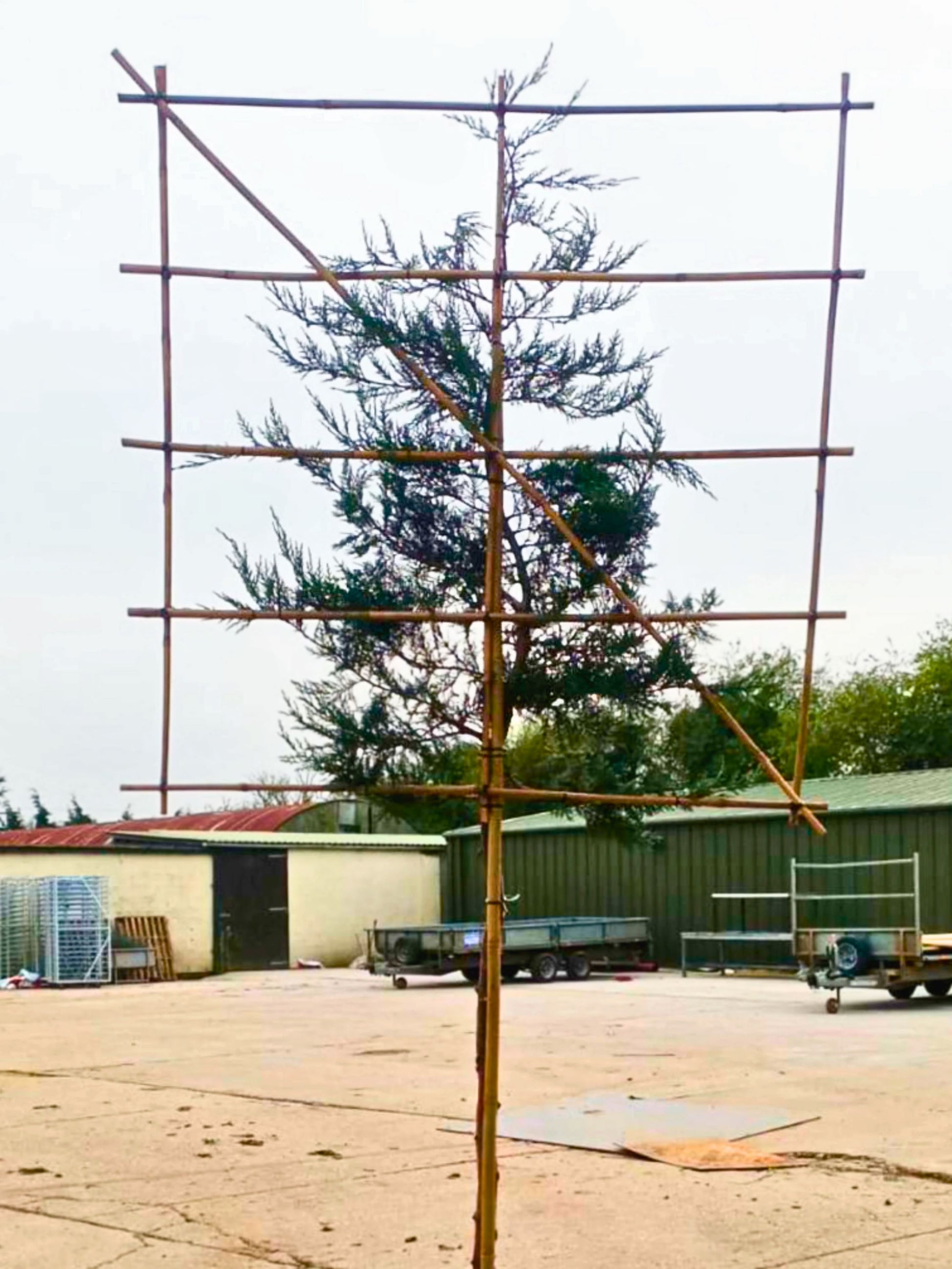8-10cm / 120x120cm / Freshly pleached / March
