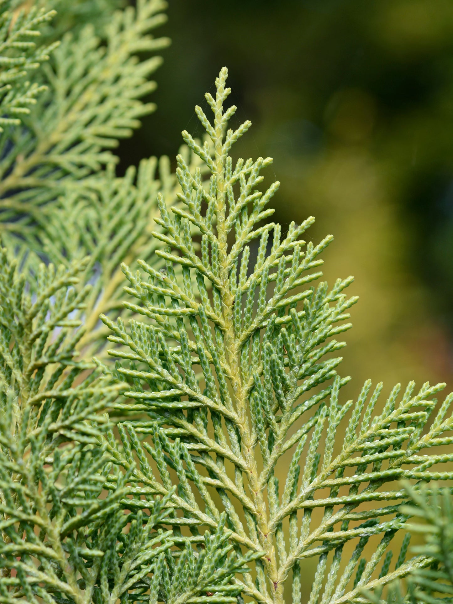 Close-up of foliage
