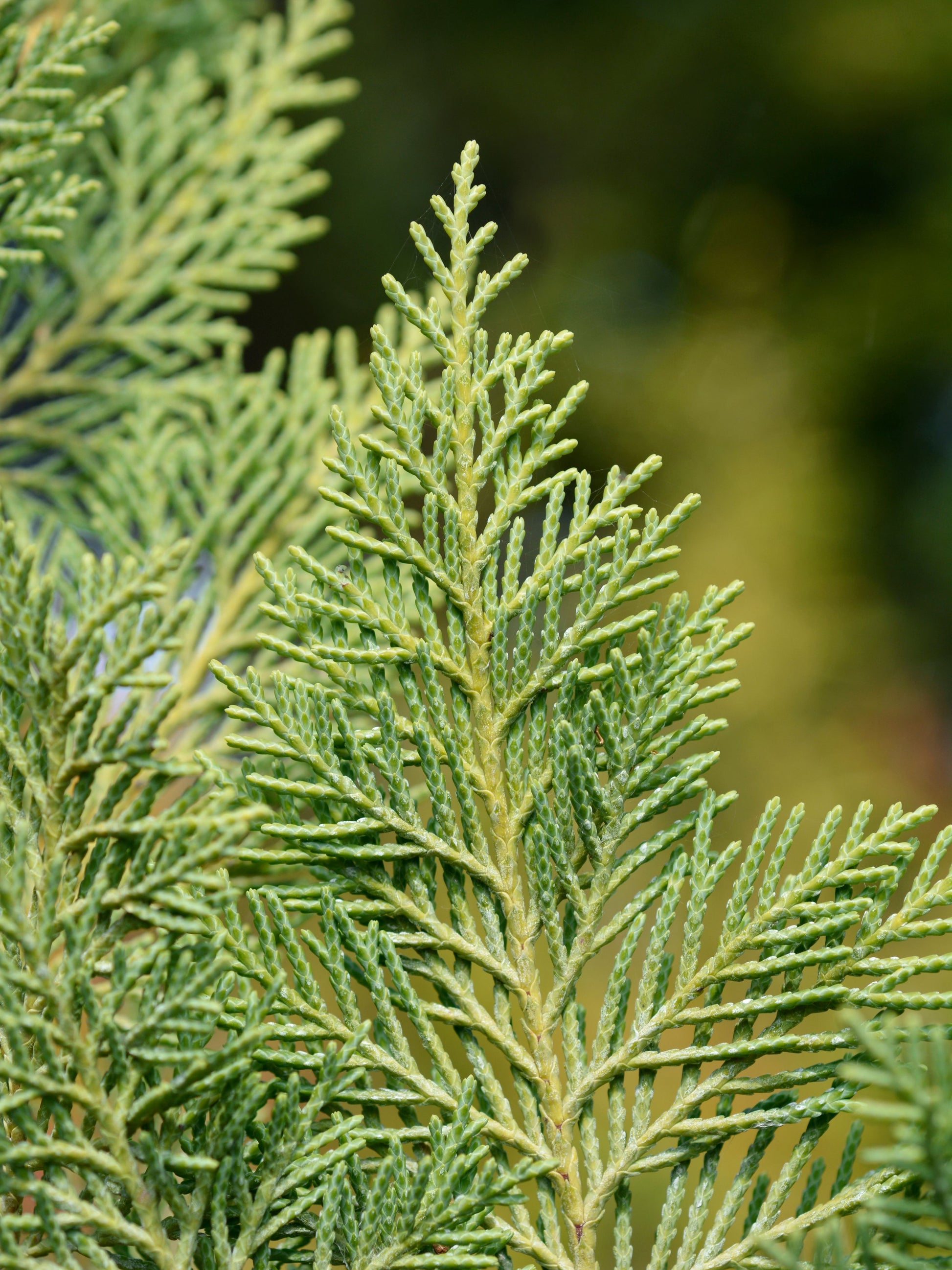 Close-up of foliage