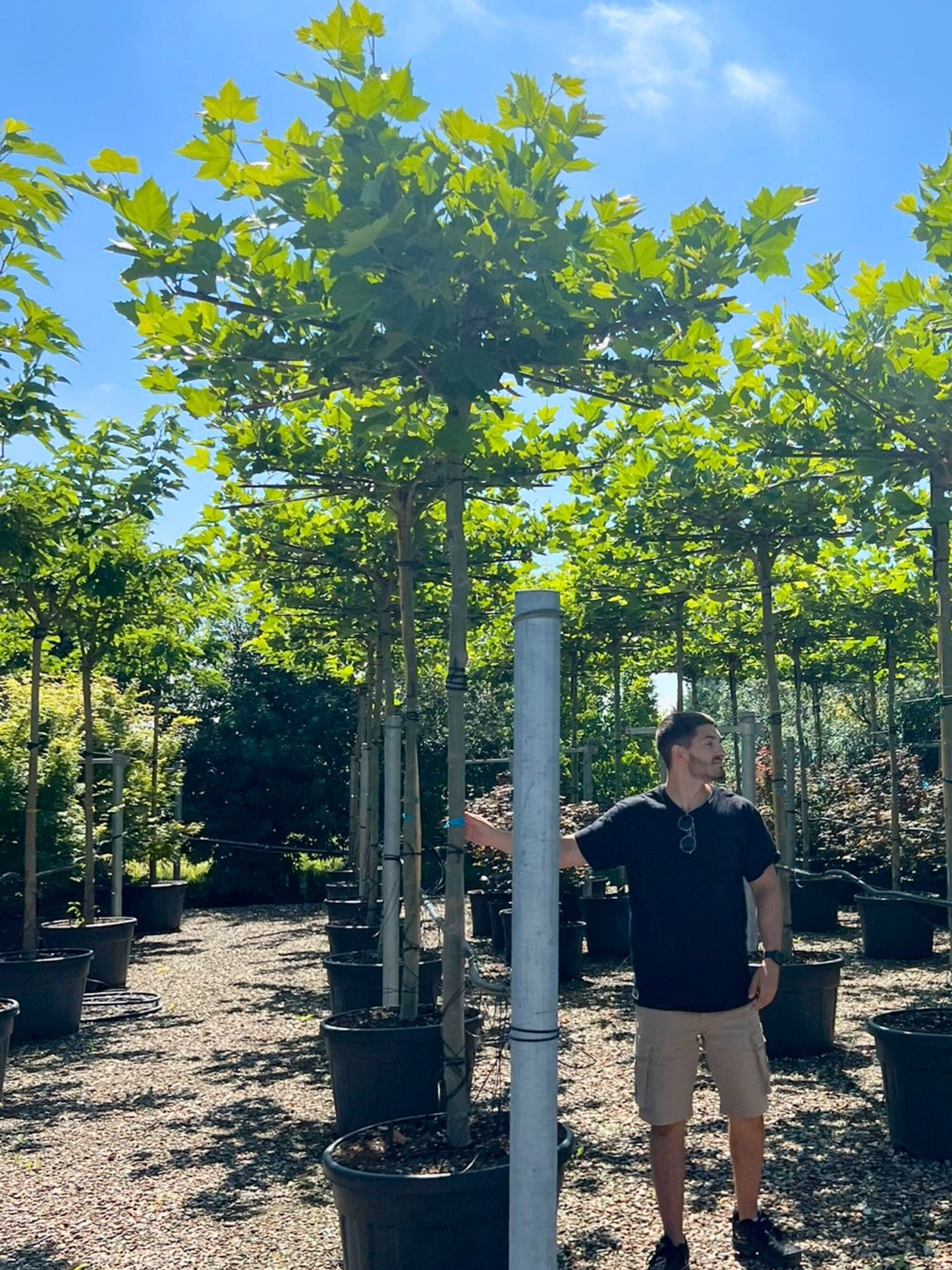 200cm / 14-16cm / Parasol Tree / Summer