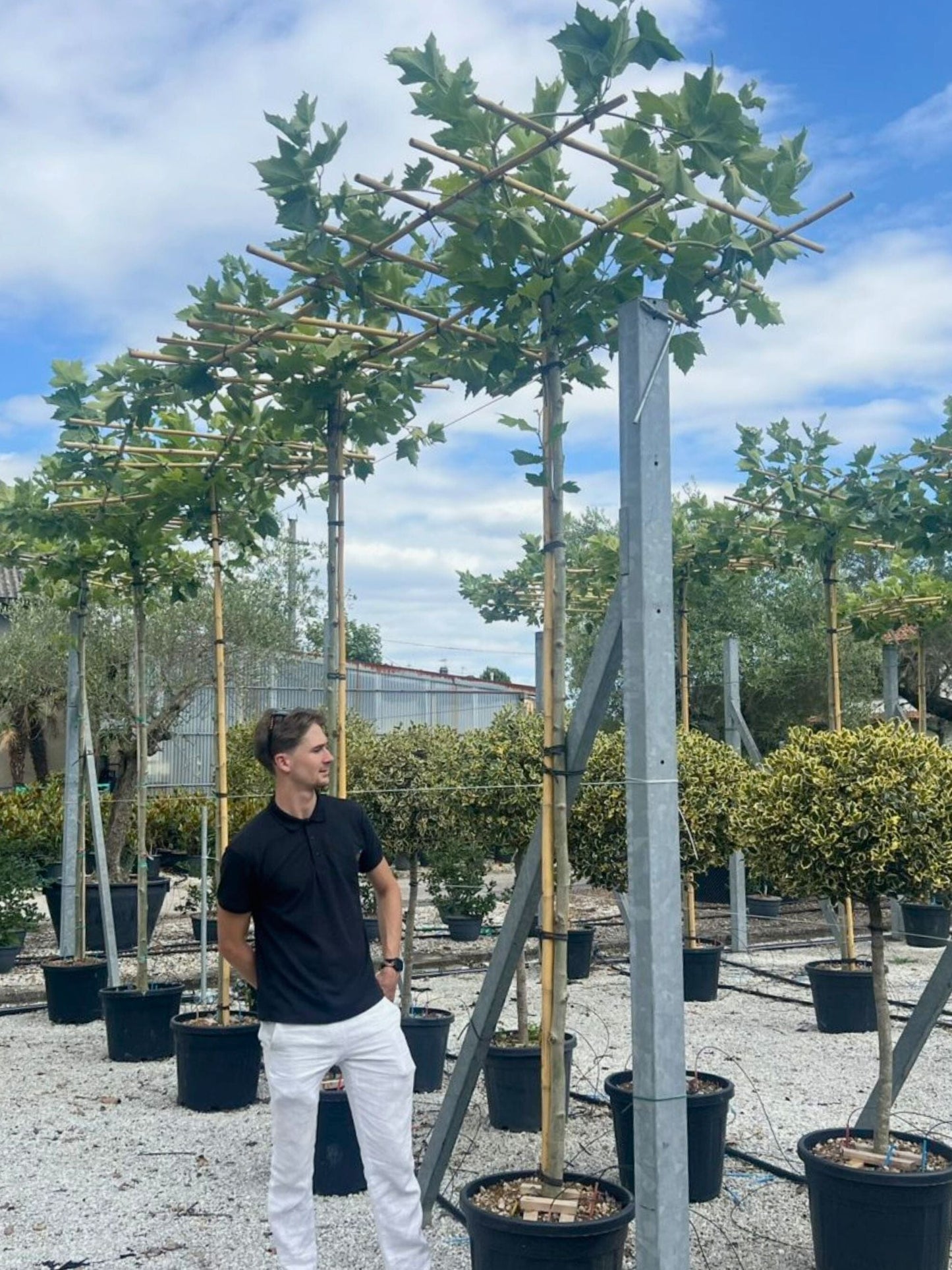 250cm / 12-14cm / Parsol Tree / Summer