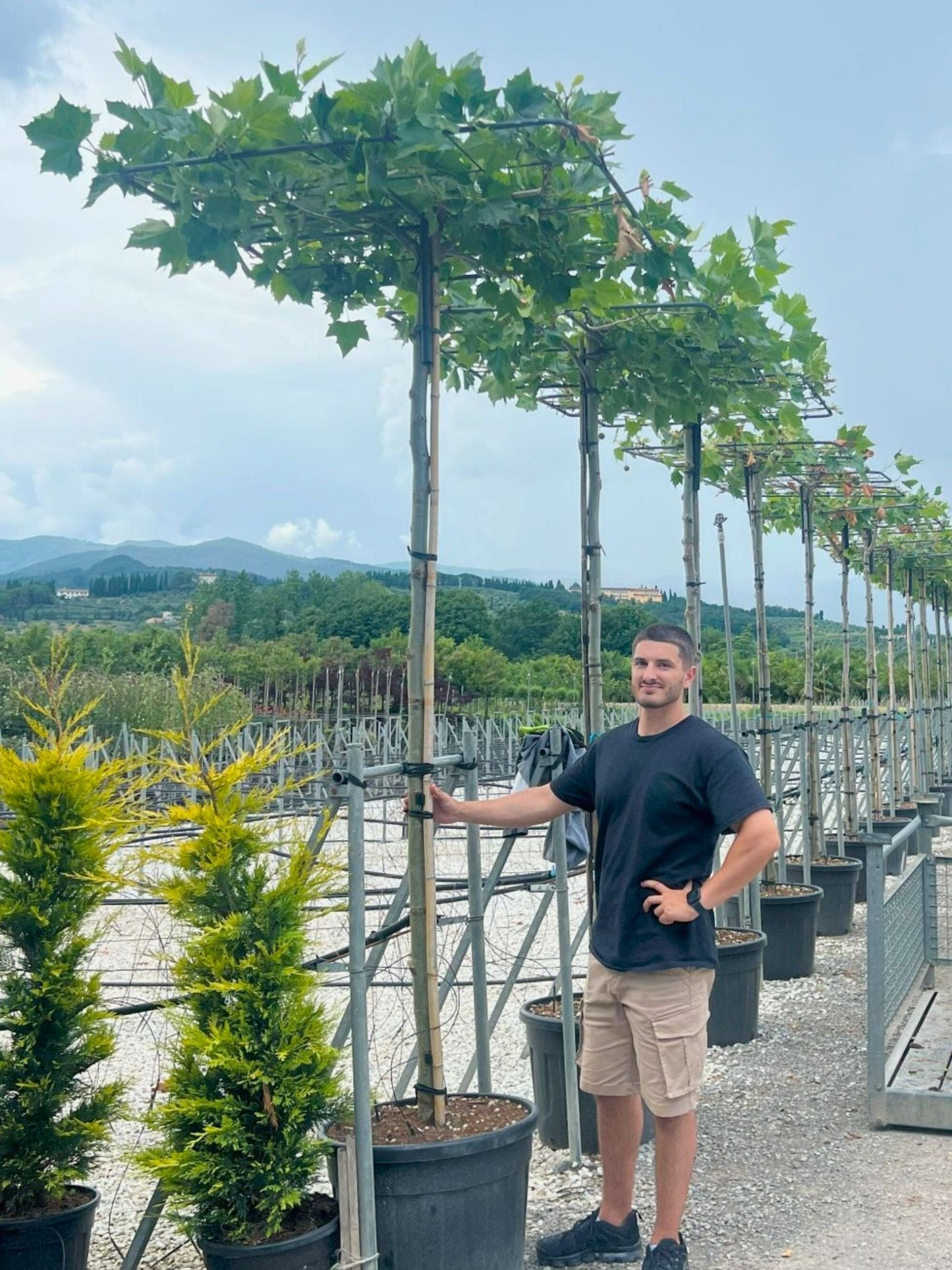 250cm / 14-16cm / Parasol Tree / Summer