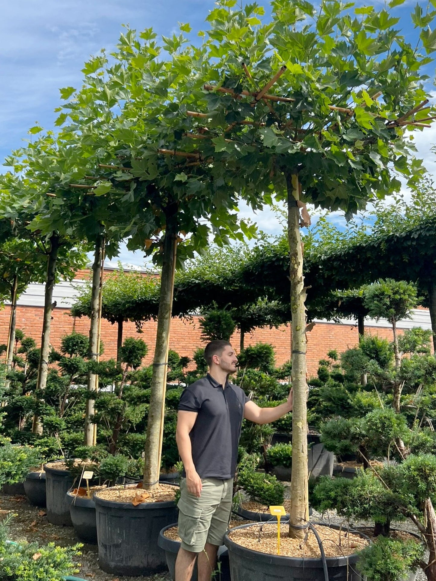 250cm / 16-18cm / Parasol Tree / Summer