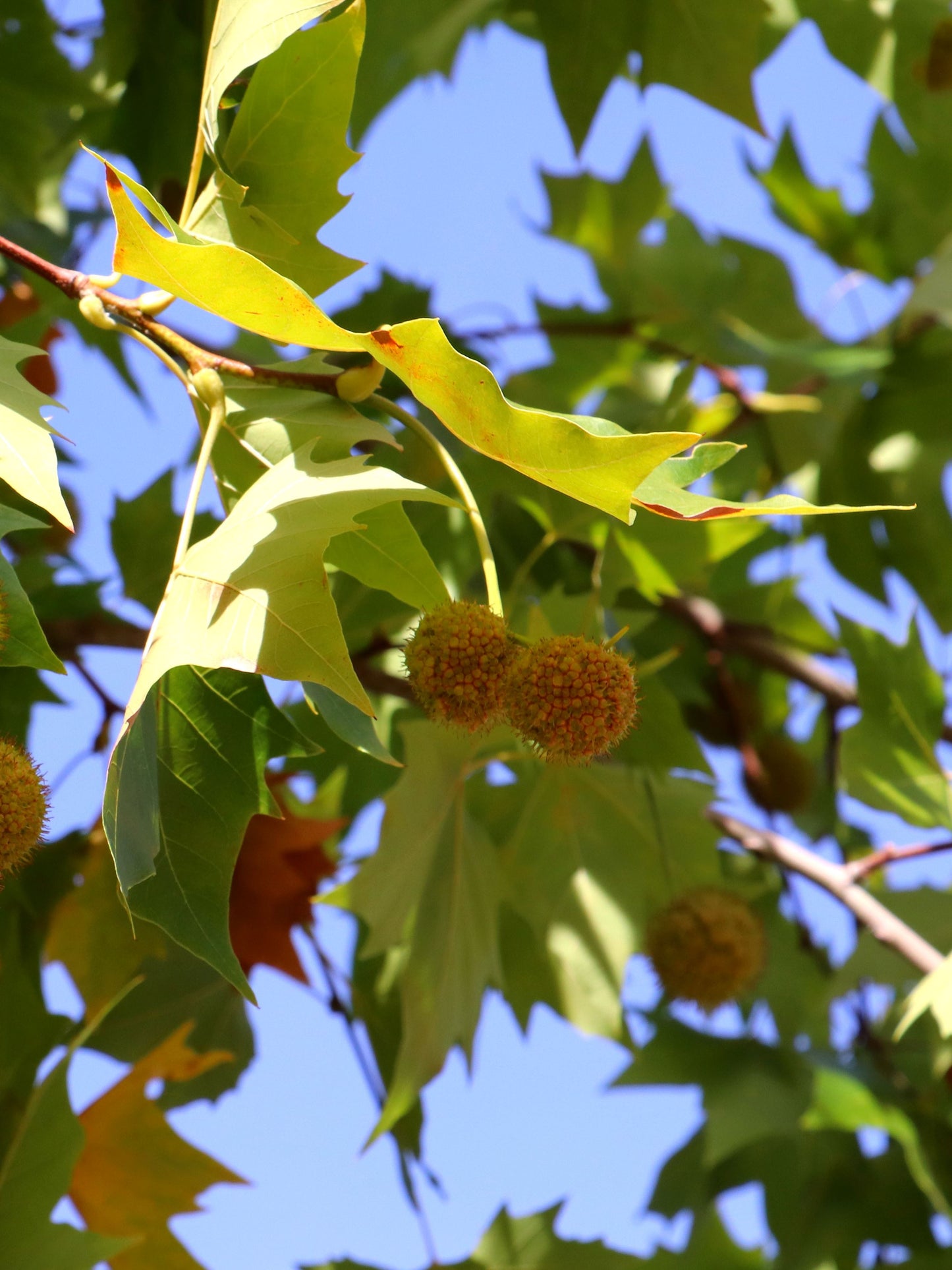 Close-up of foliage