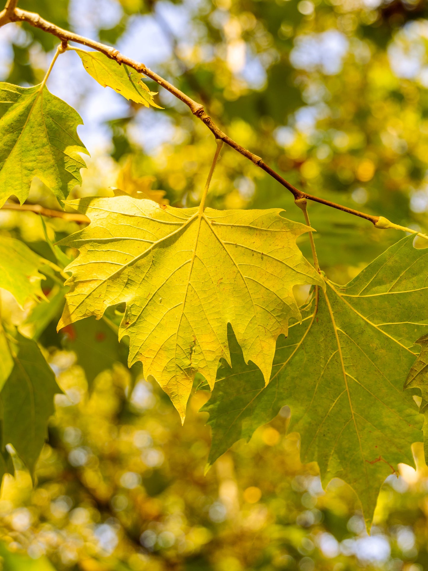 Close-up of foliage in autumn