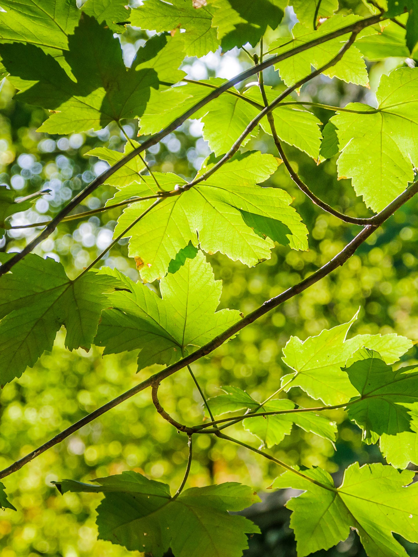 Close-up of foliage in summer