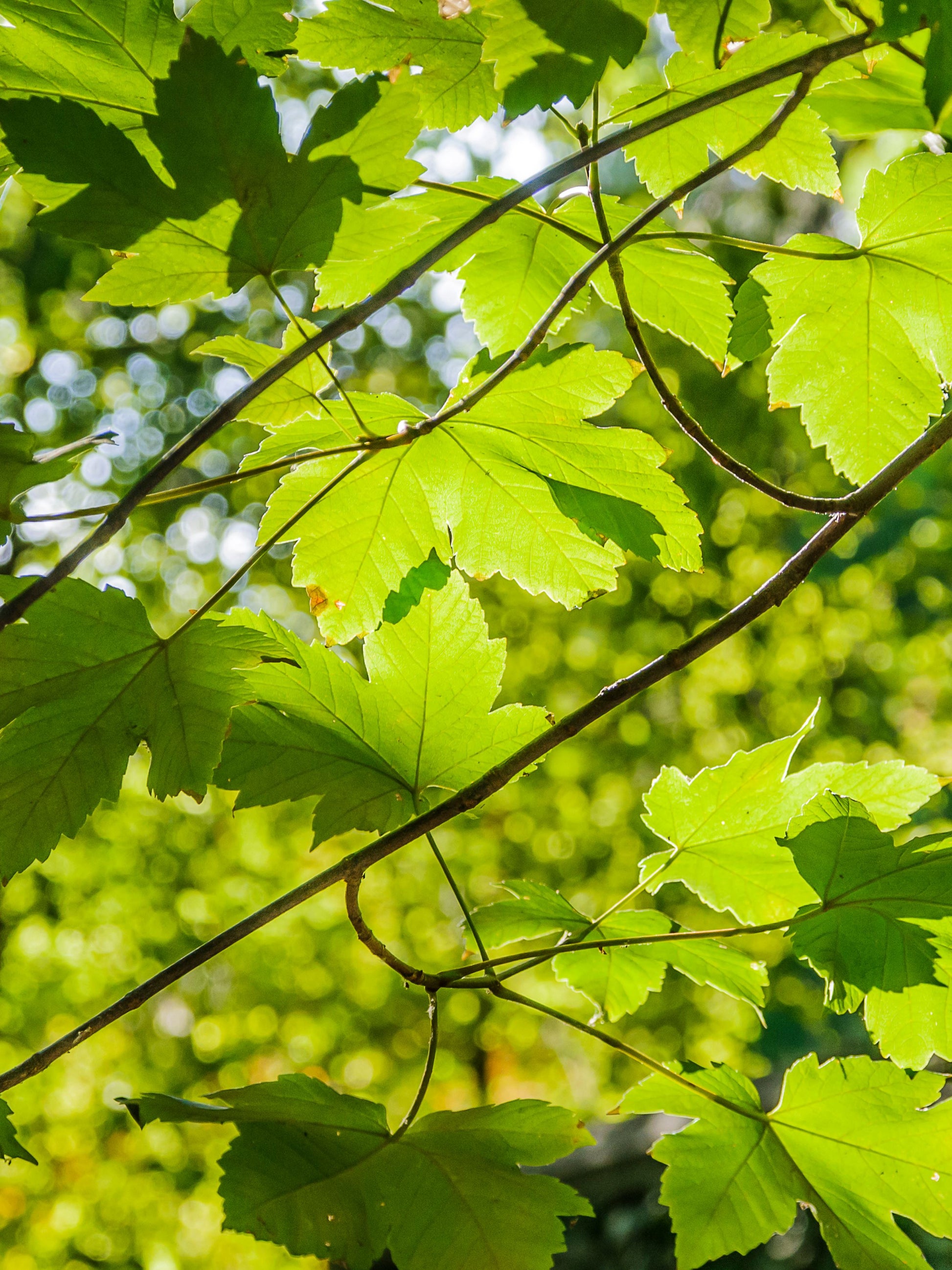 Close-up of foliage in summer